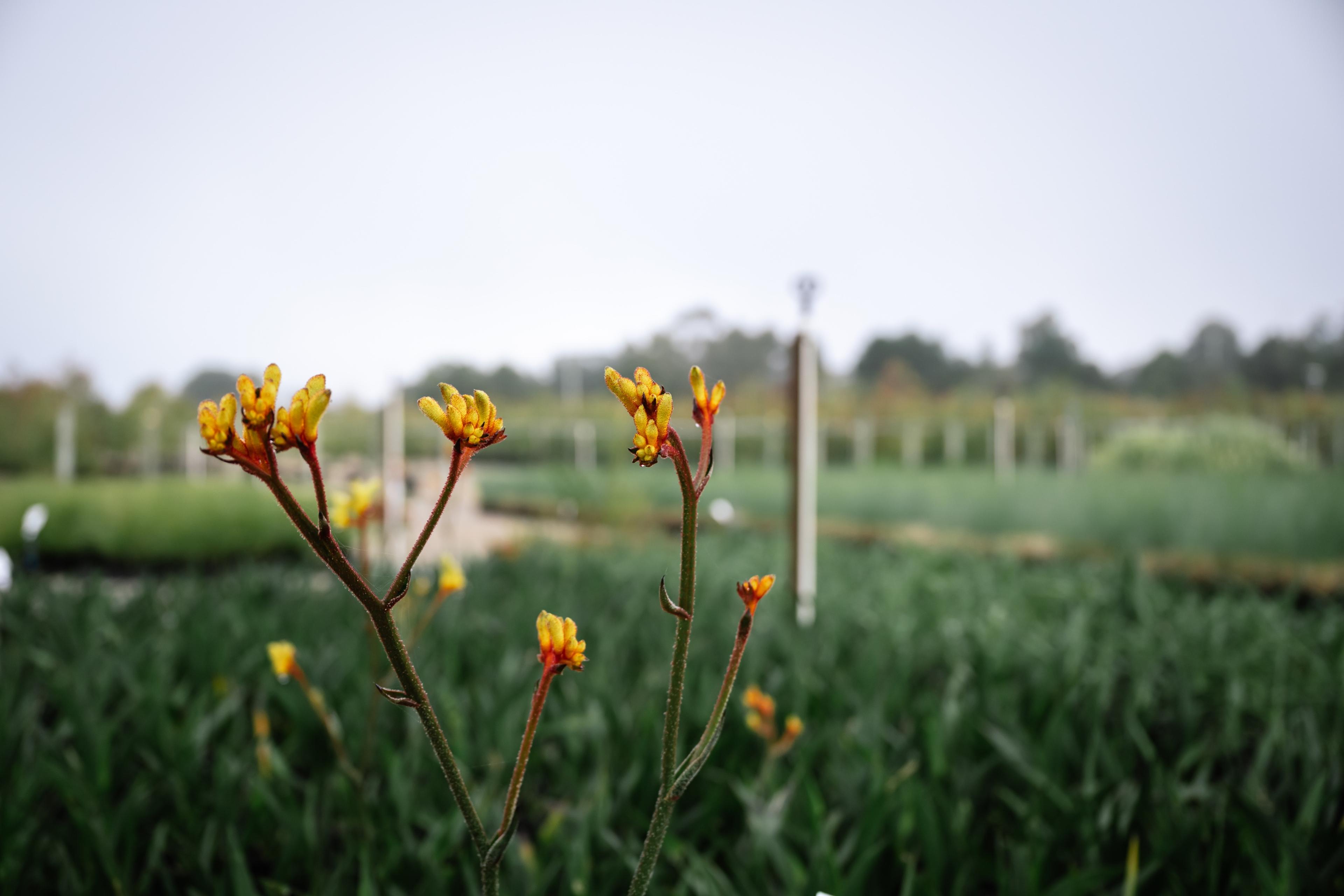 Kangaroo paw flowering in the nursery