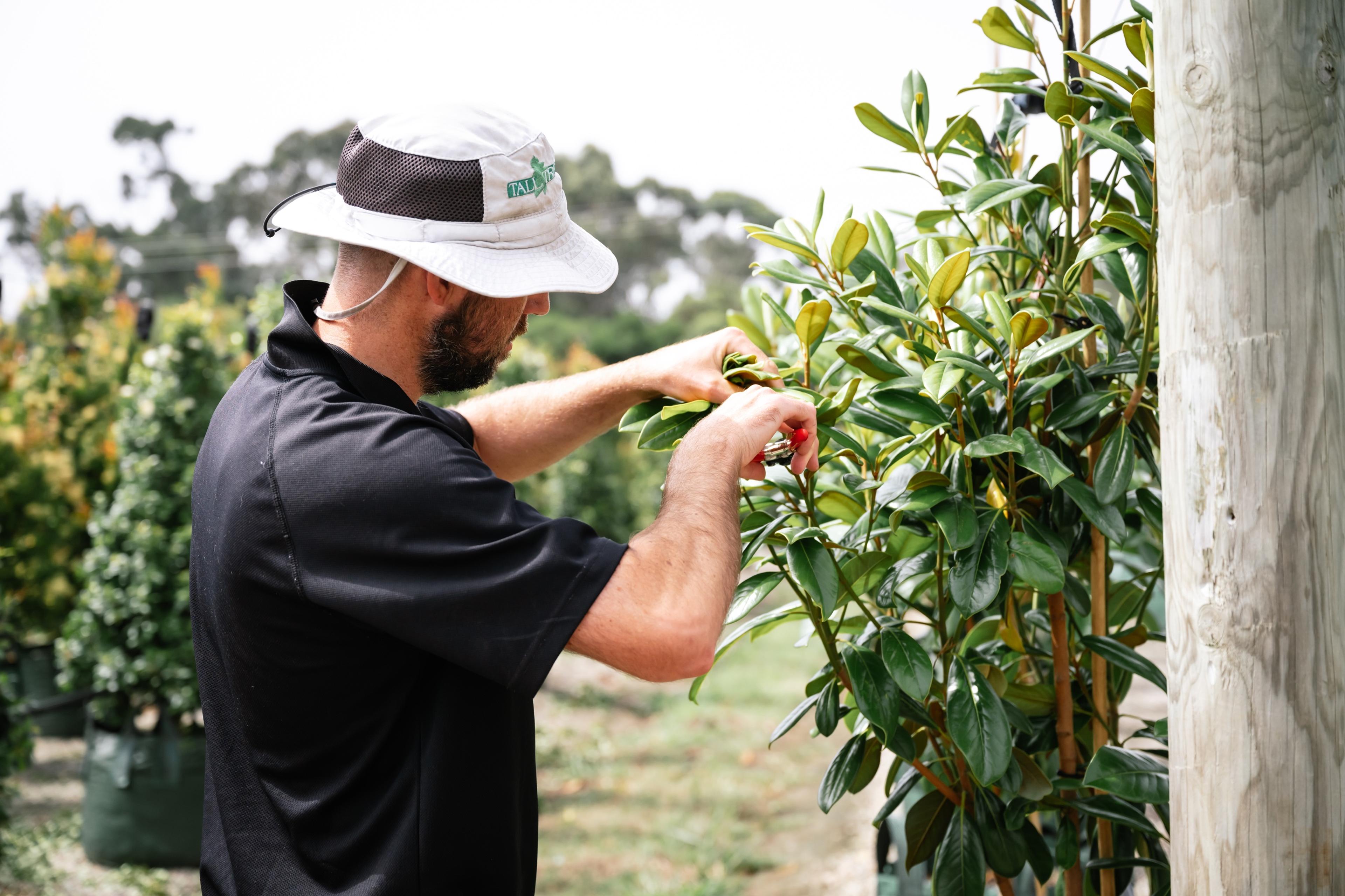 Staff member checking an advanced tree
