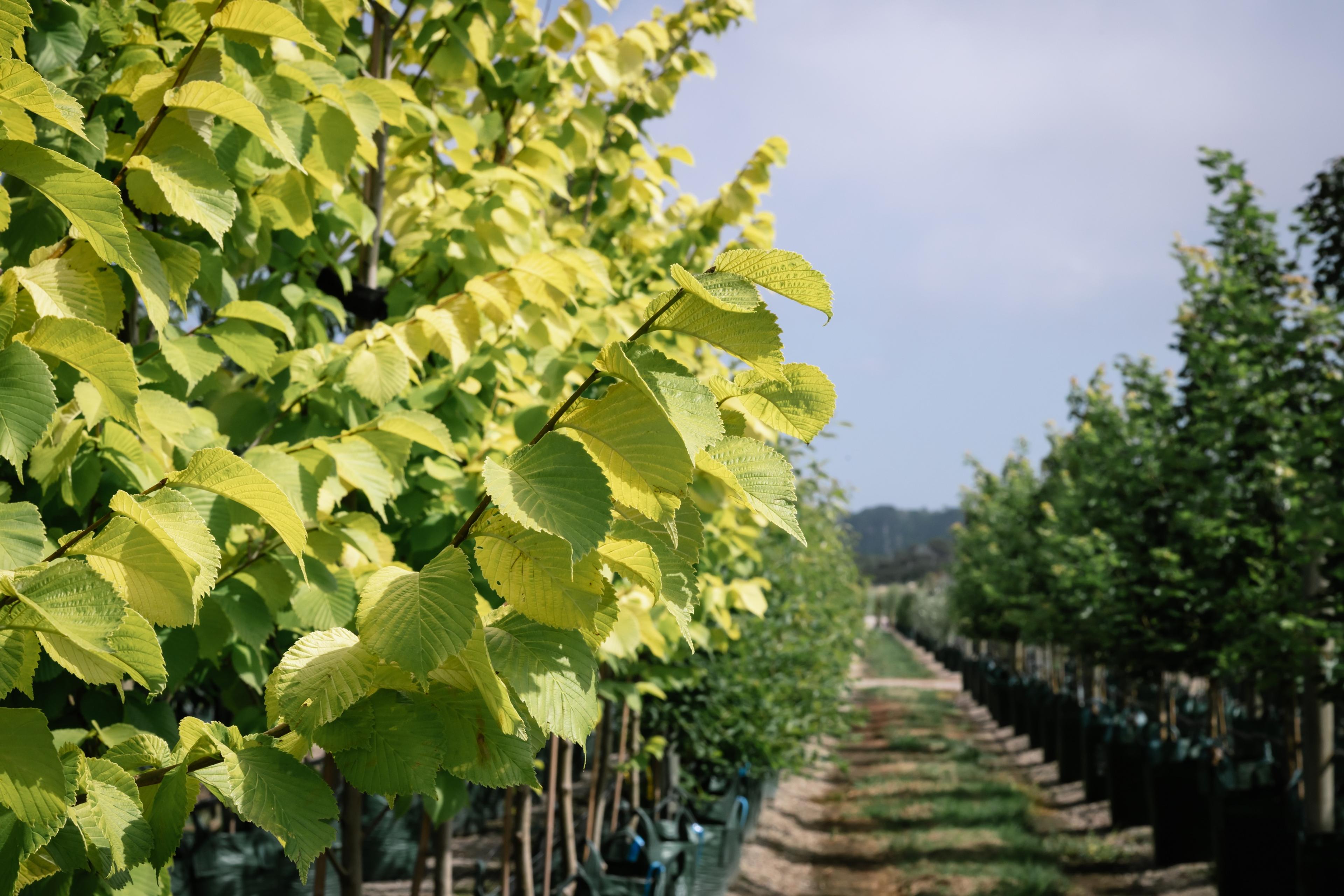 Bright yellow foliage beside a row of advanced trees