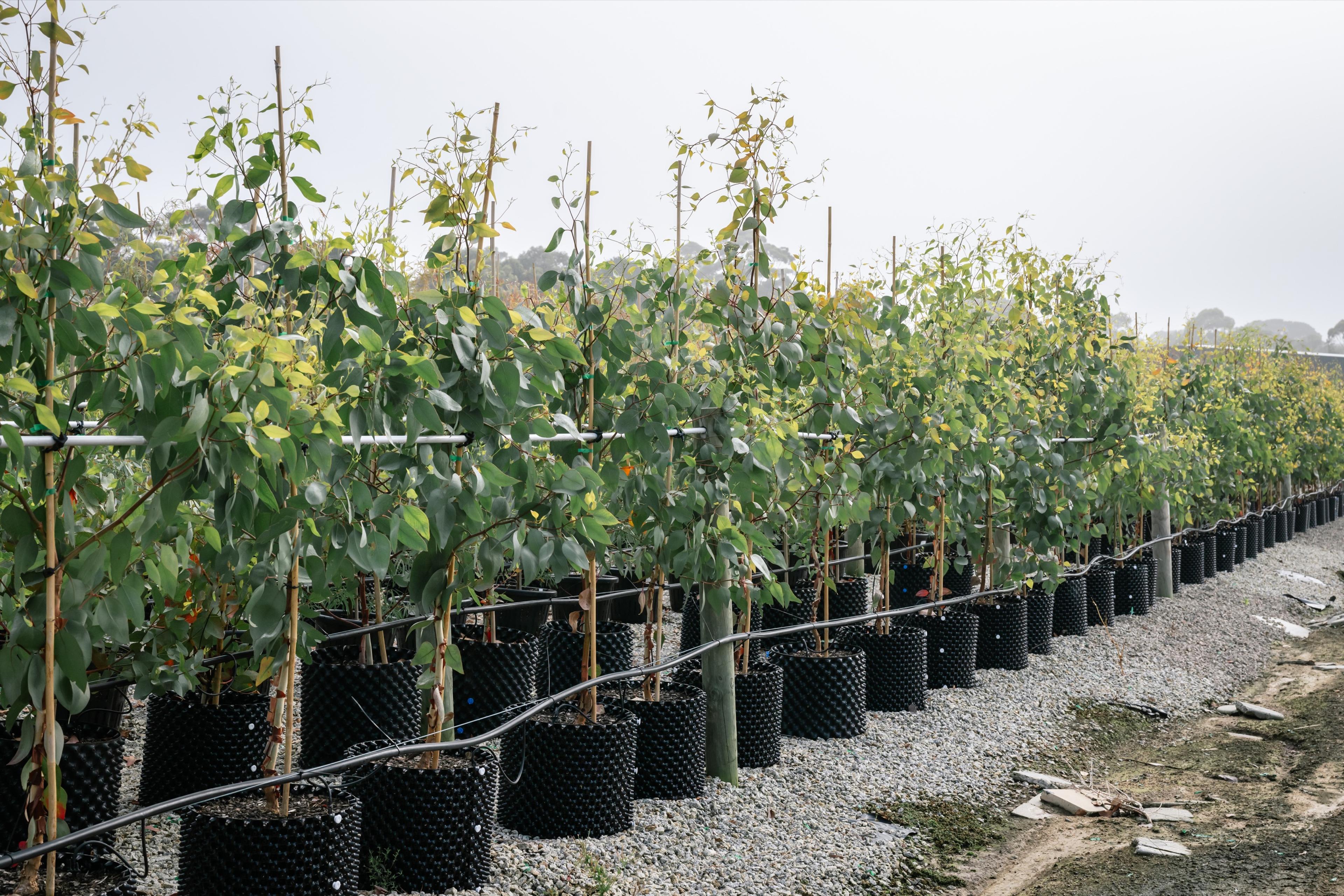 Advanced trees in containers along a gravel row