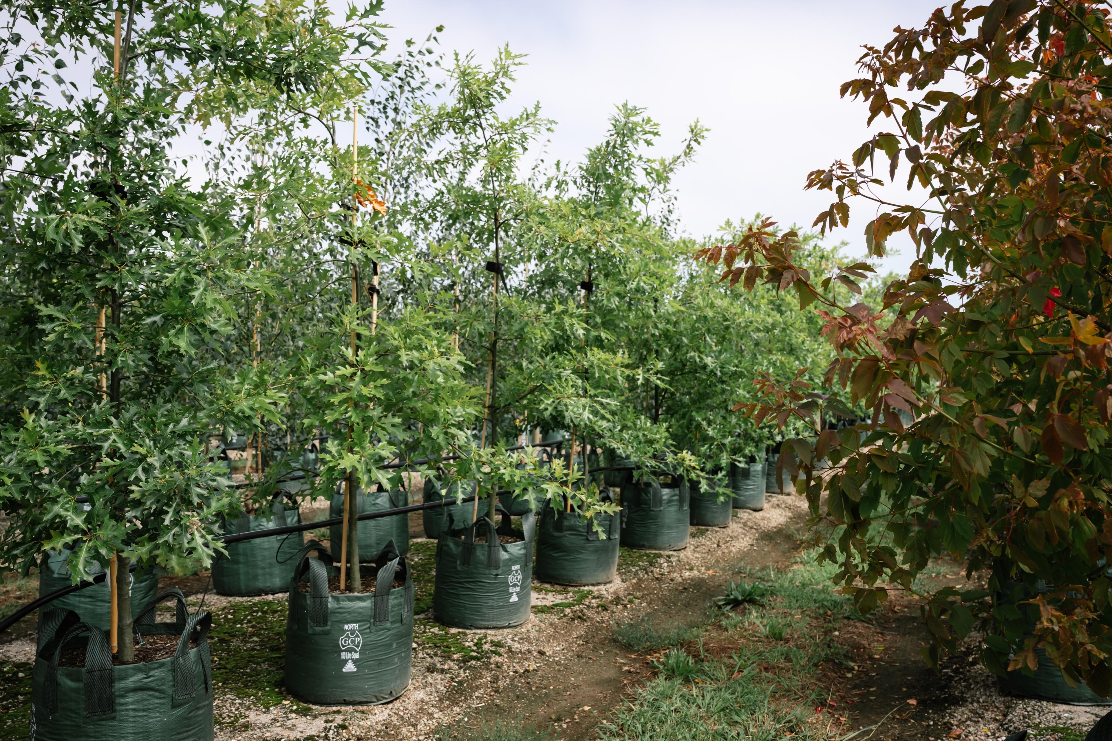 Advanced trees with autumn colour