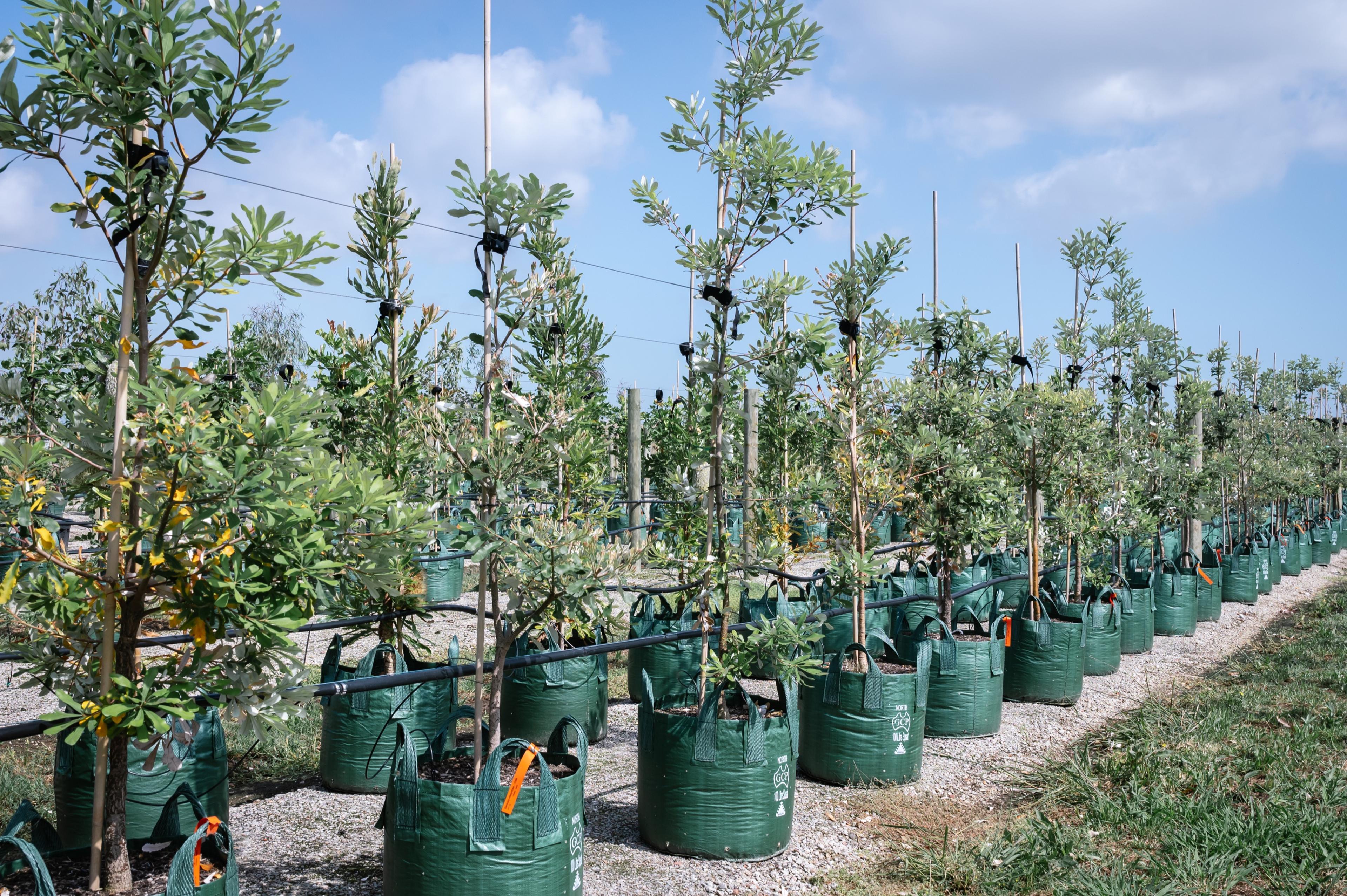 Advanced trees in green grow bags