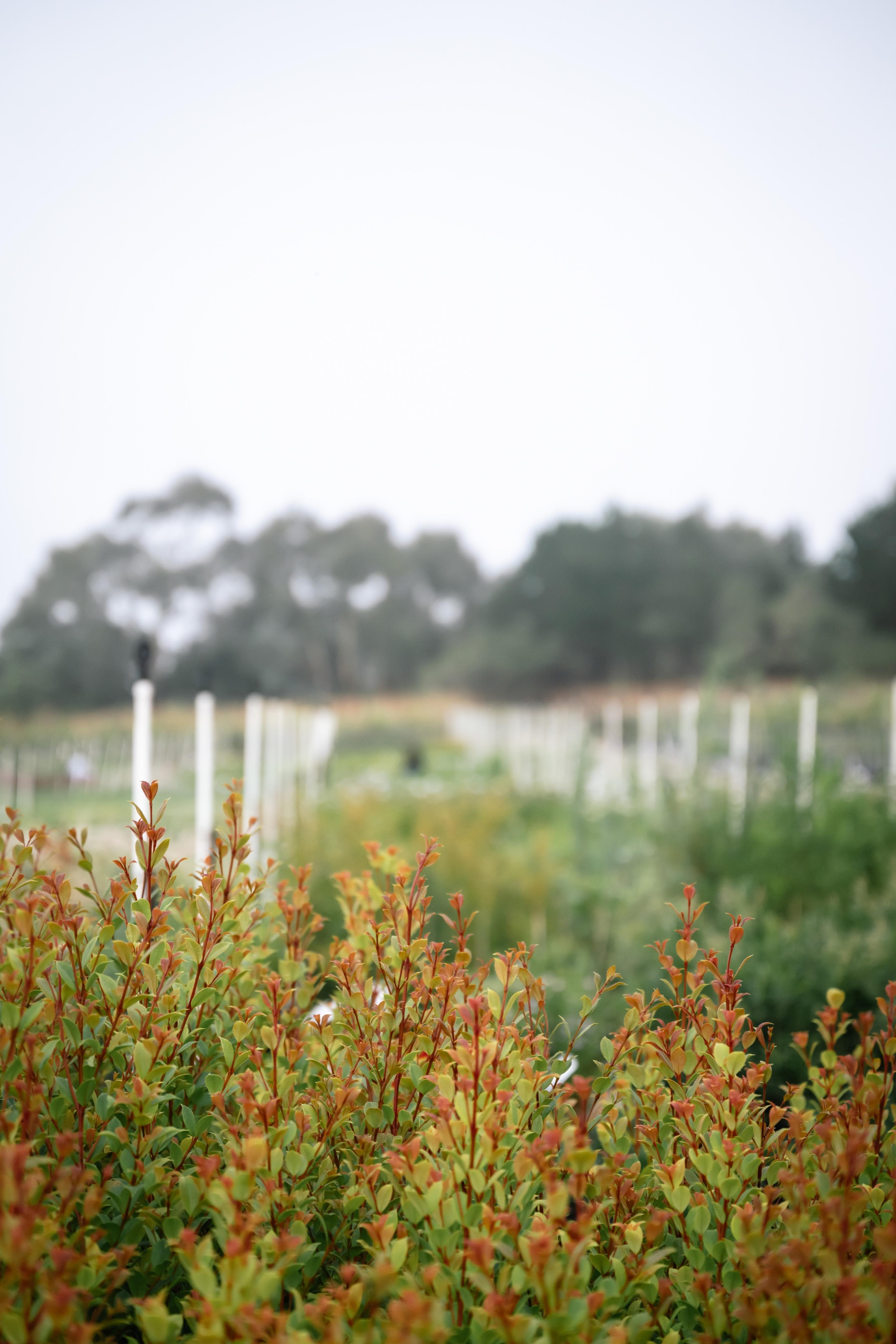 Orange-tipped shrubs growing in the nursery