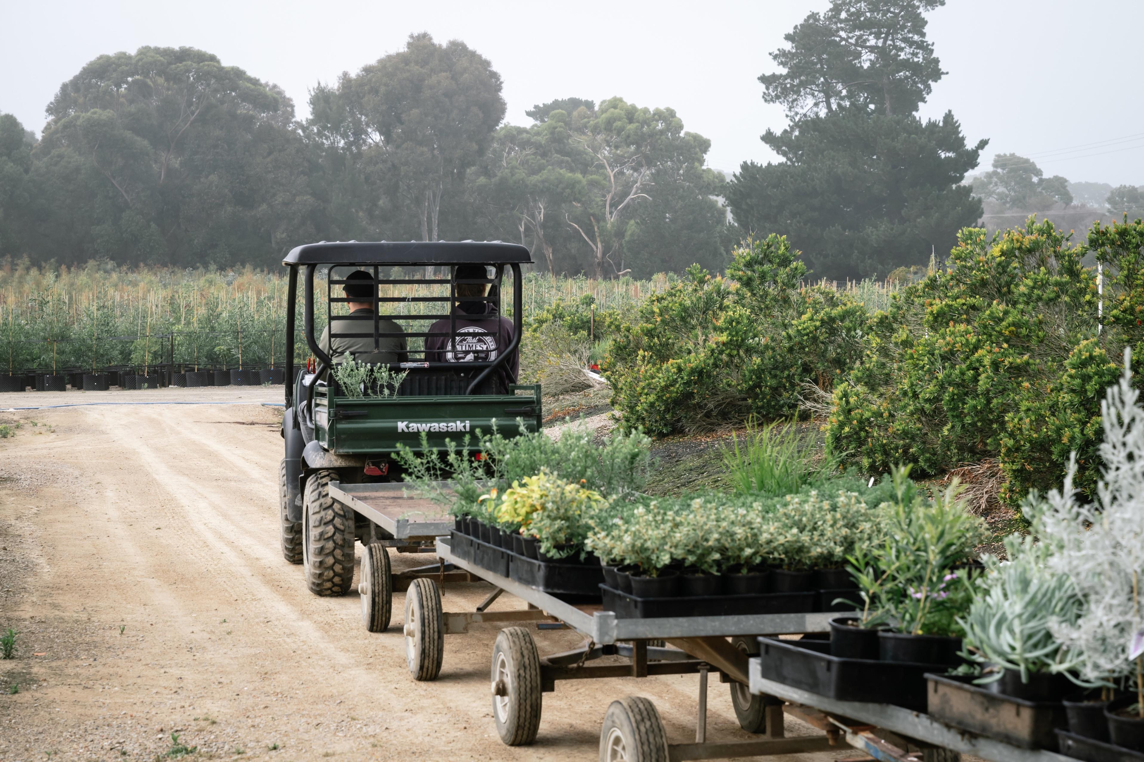 Utility vehicle towing a trailer of plants