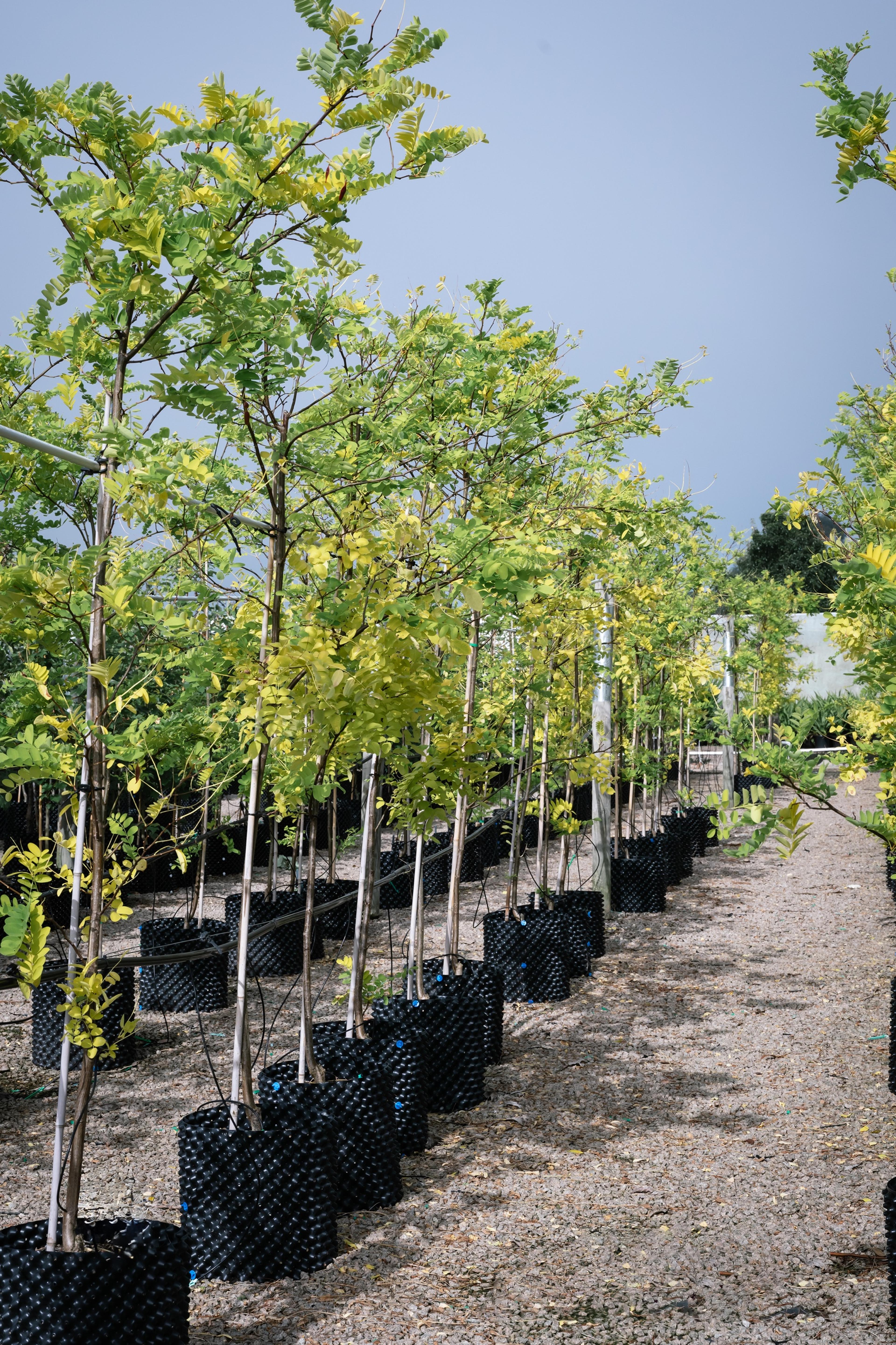 A row of advanced trees in containers