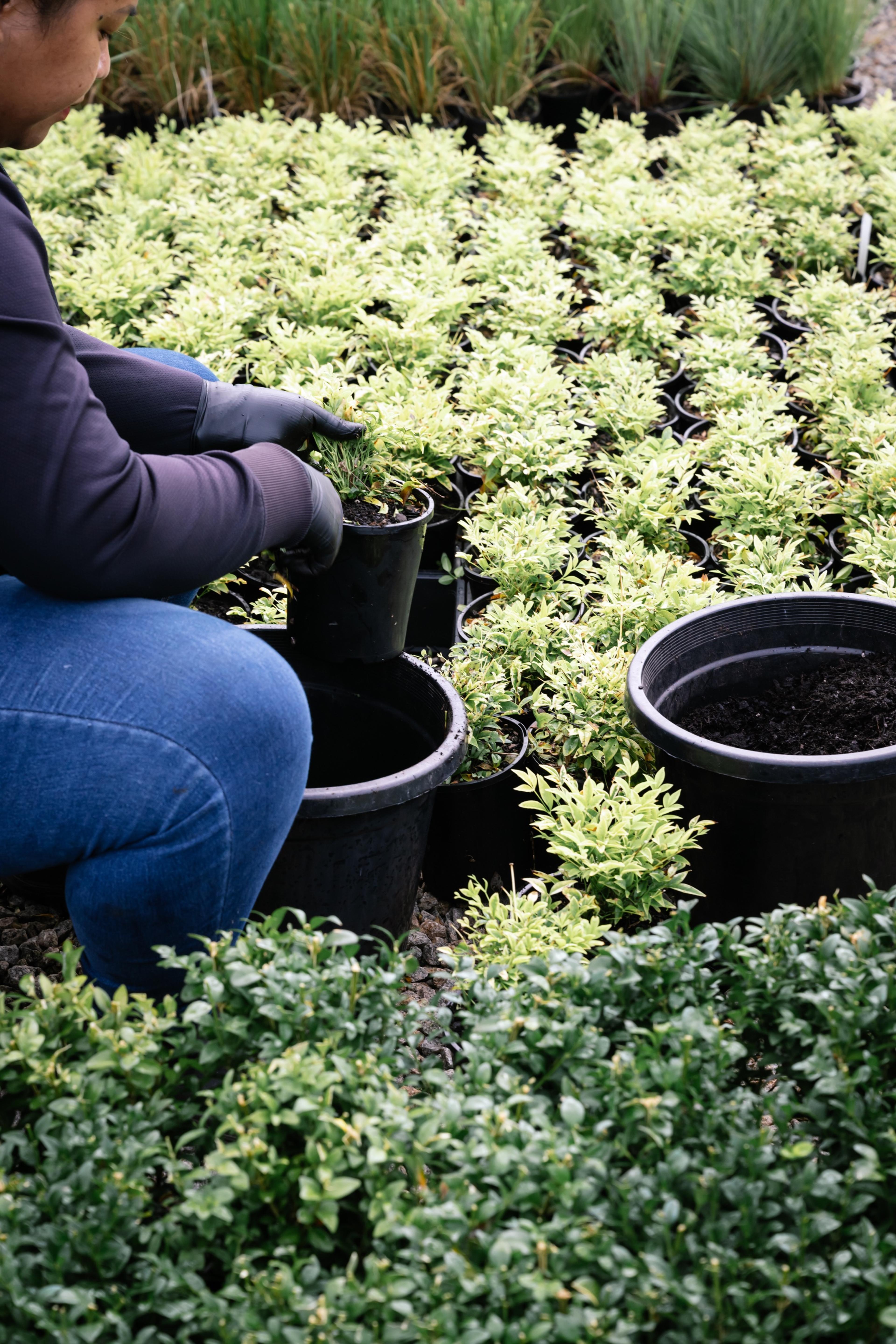 Potting up young shrubs