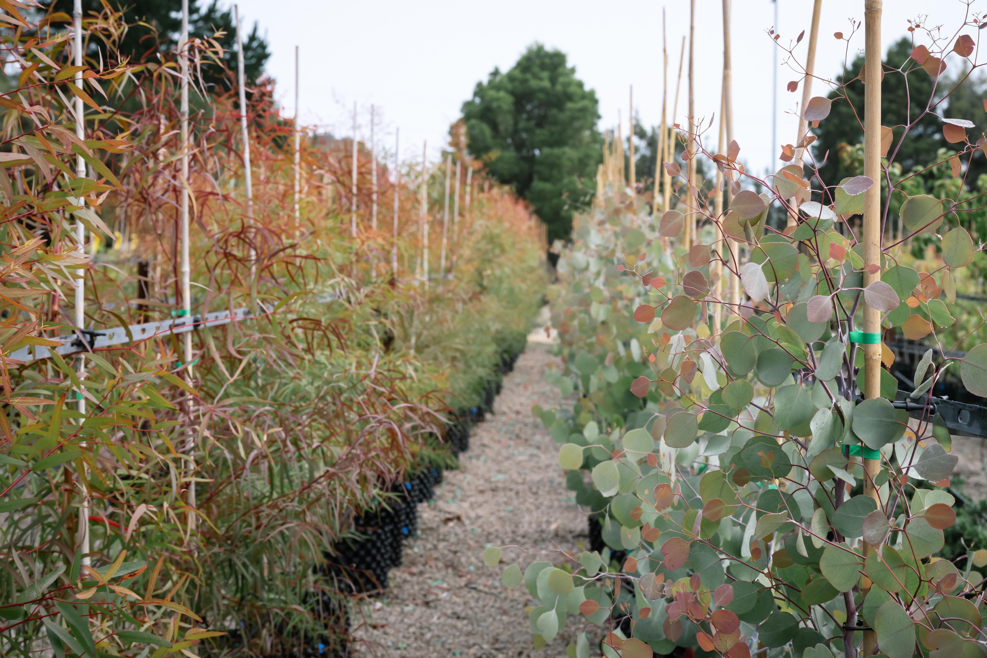 Rows of staked eucalyptus and bamboo in the nursery
