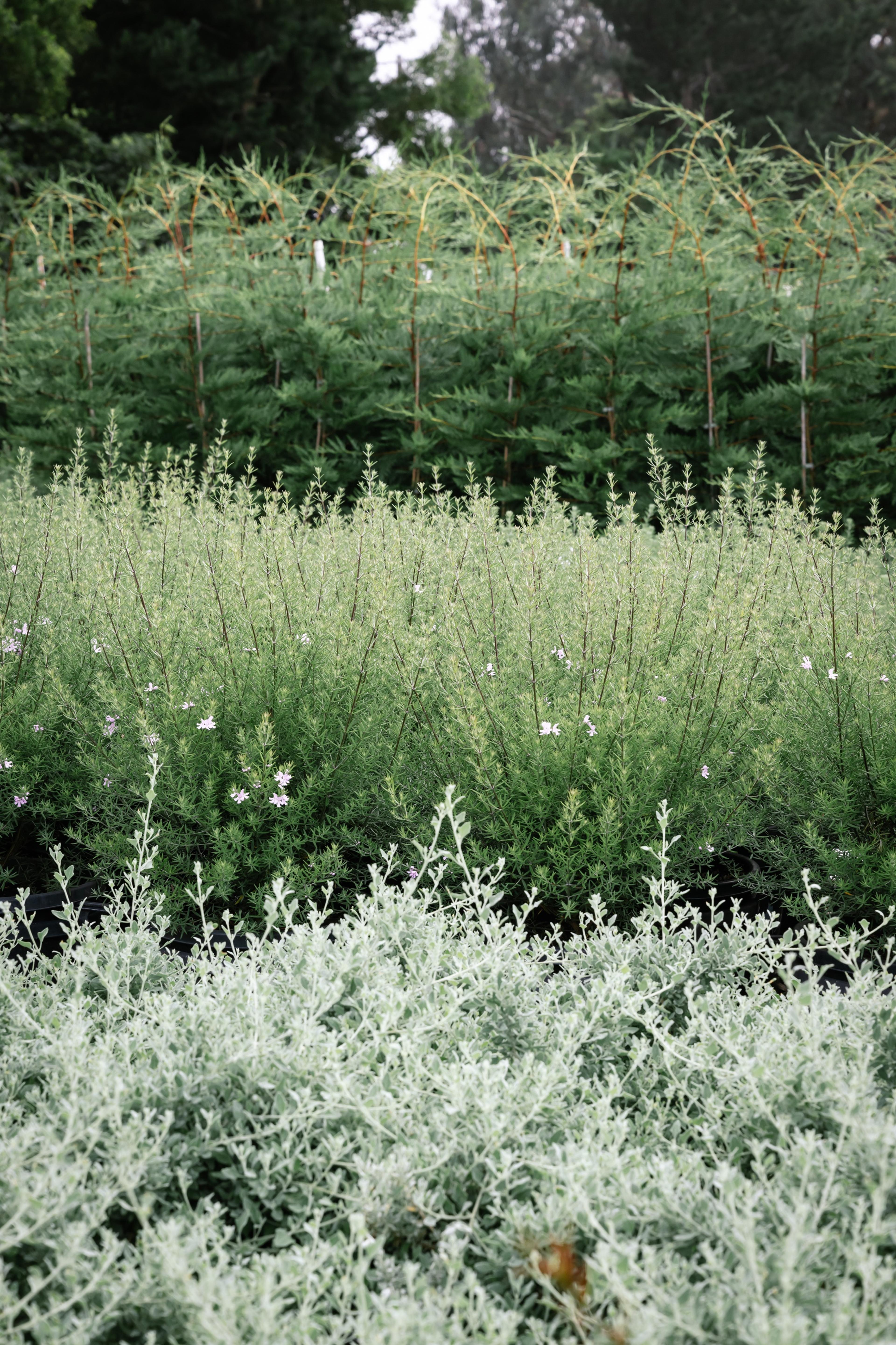 Rows of native shrubs growing at the nursery