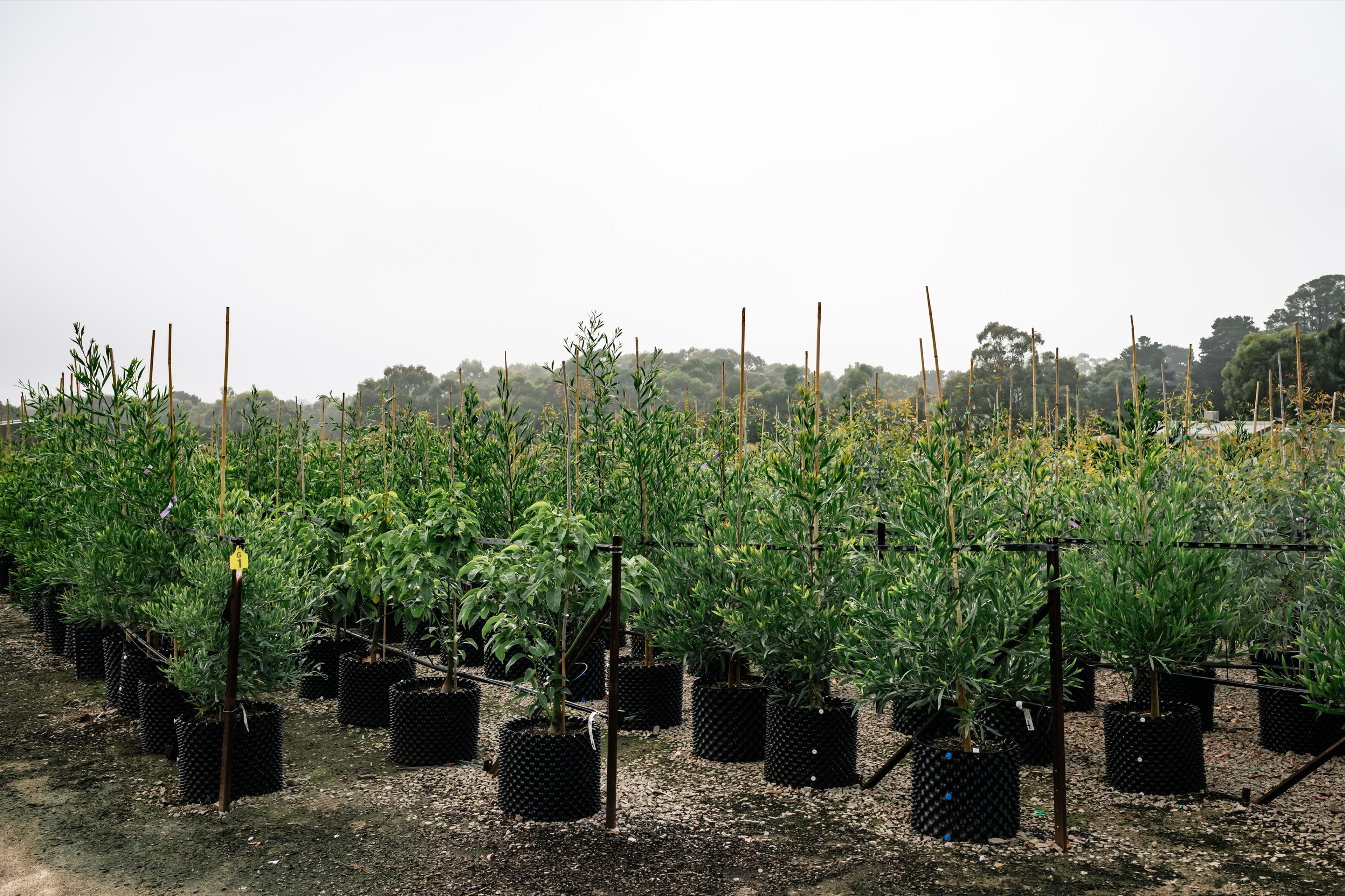 Young trees in containers on a misty morning