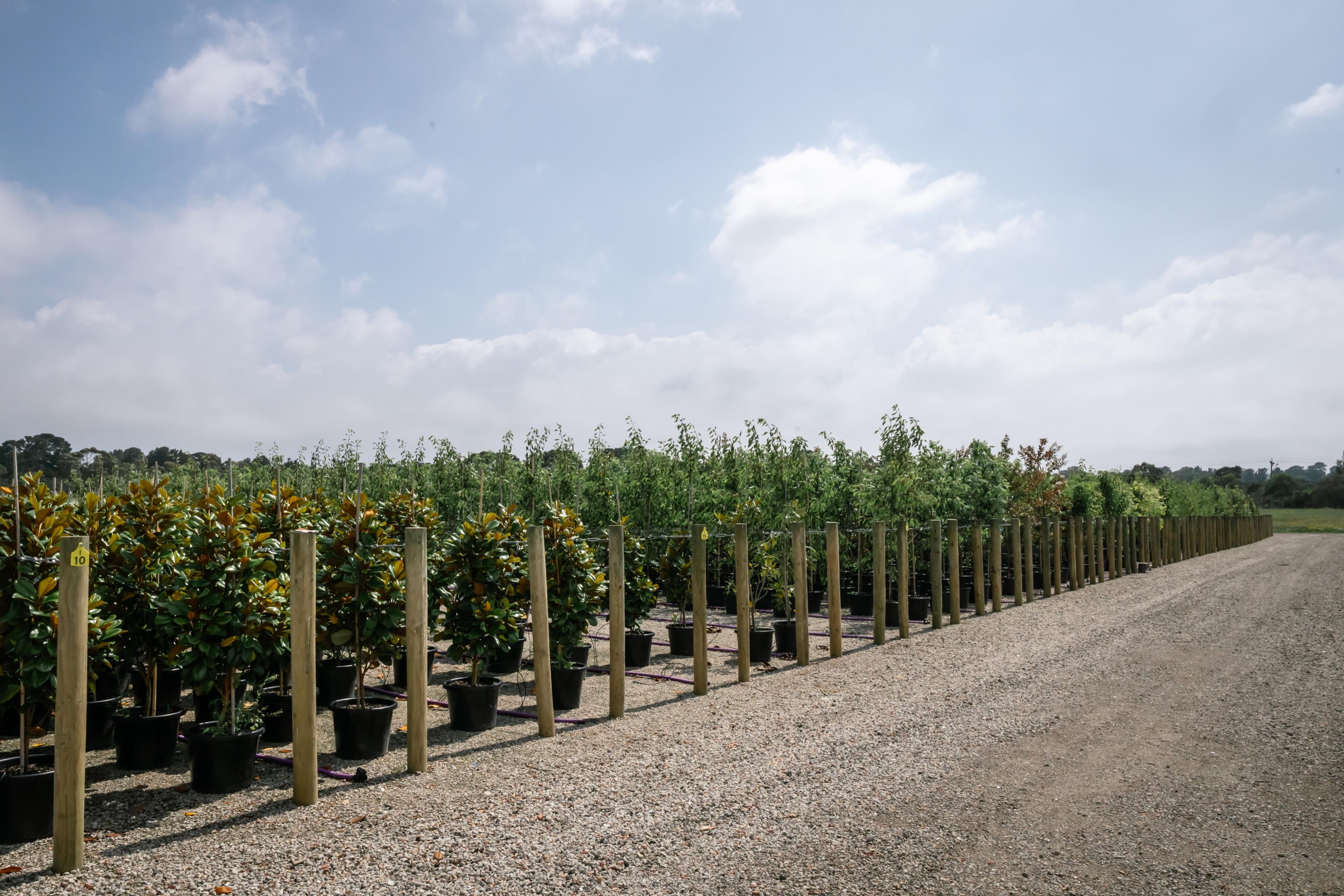 Long rows of staked trees beside a gravel road