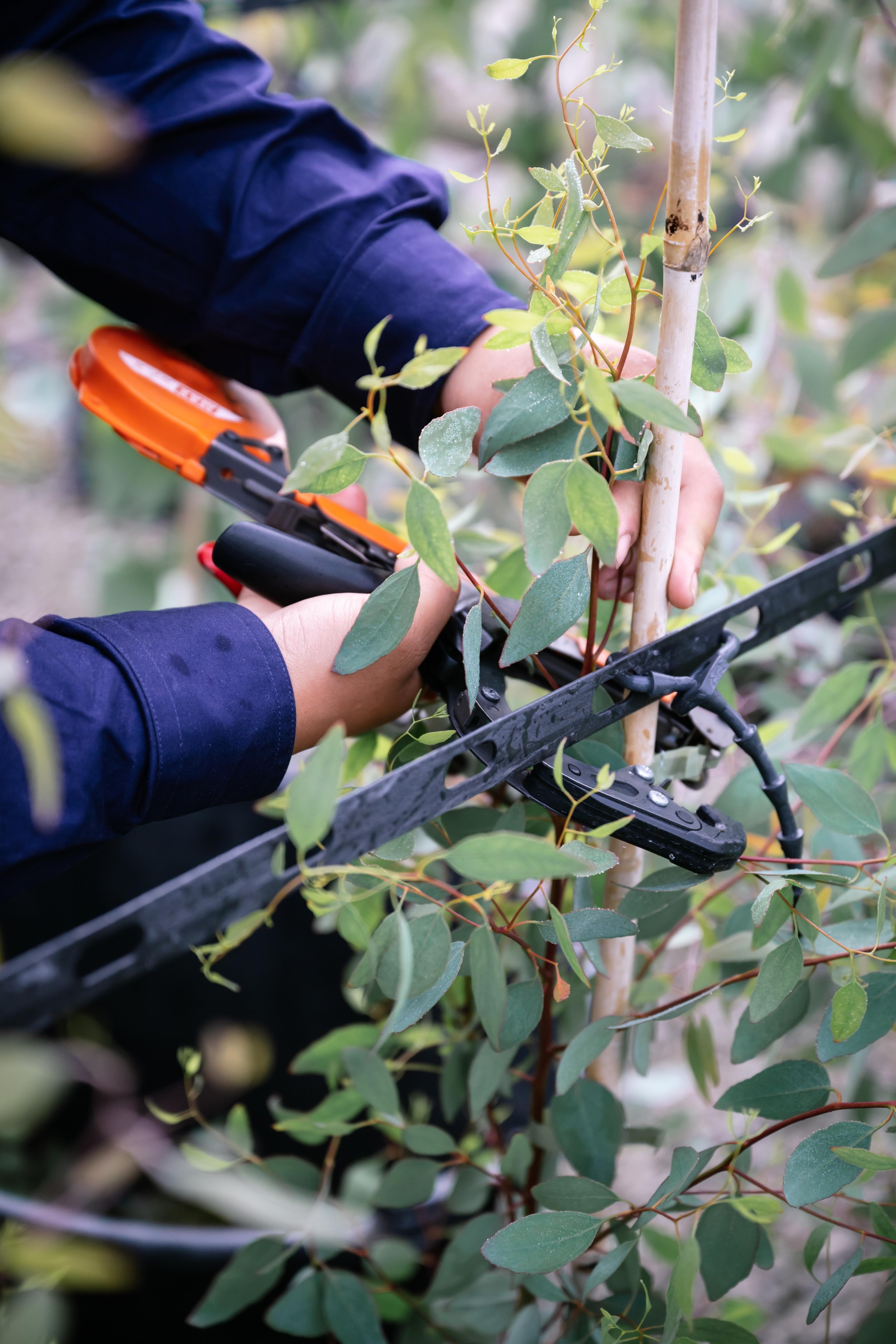 Pruning a young eucalyptus with secateurs