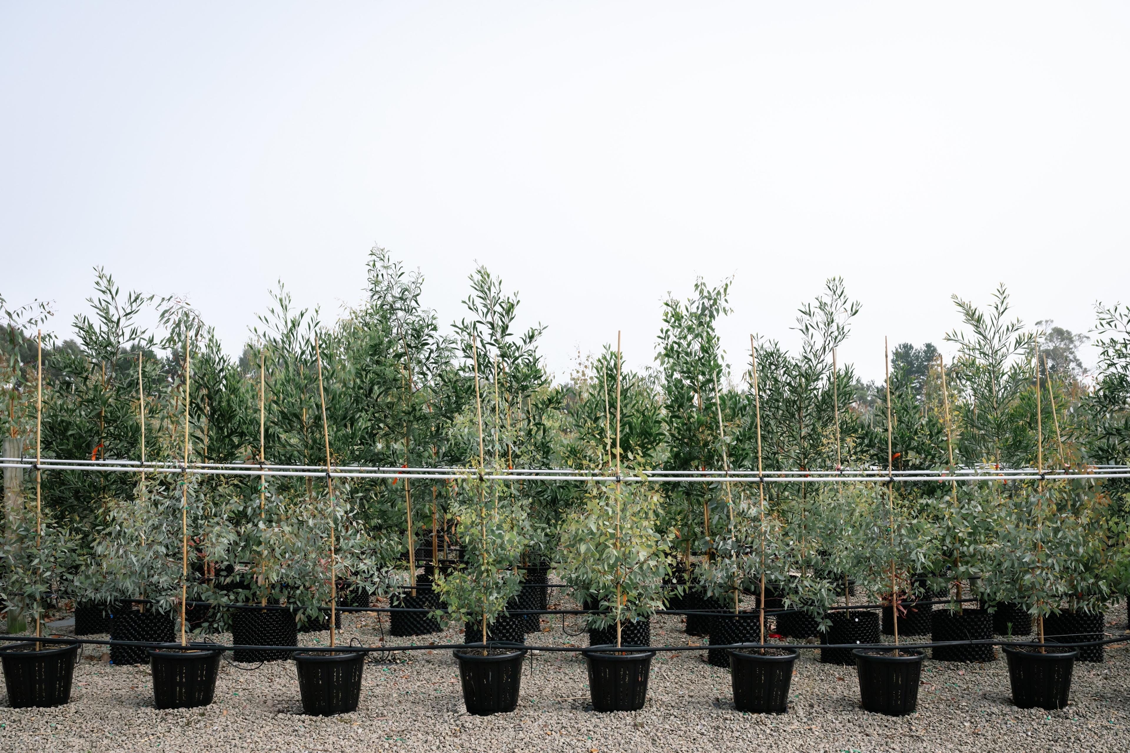 A row of young eucalyptus trees in containers