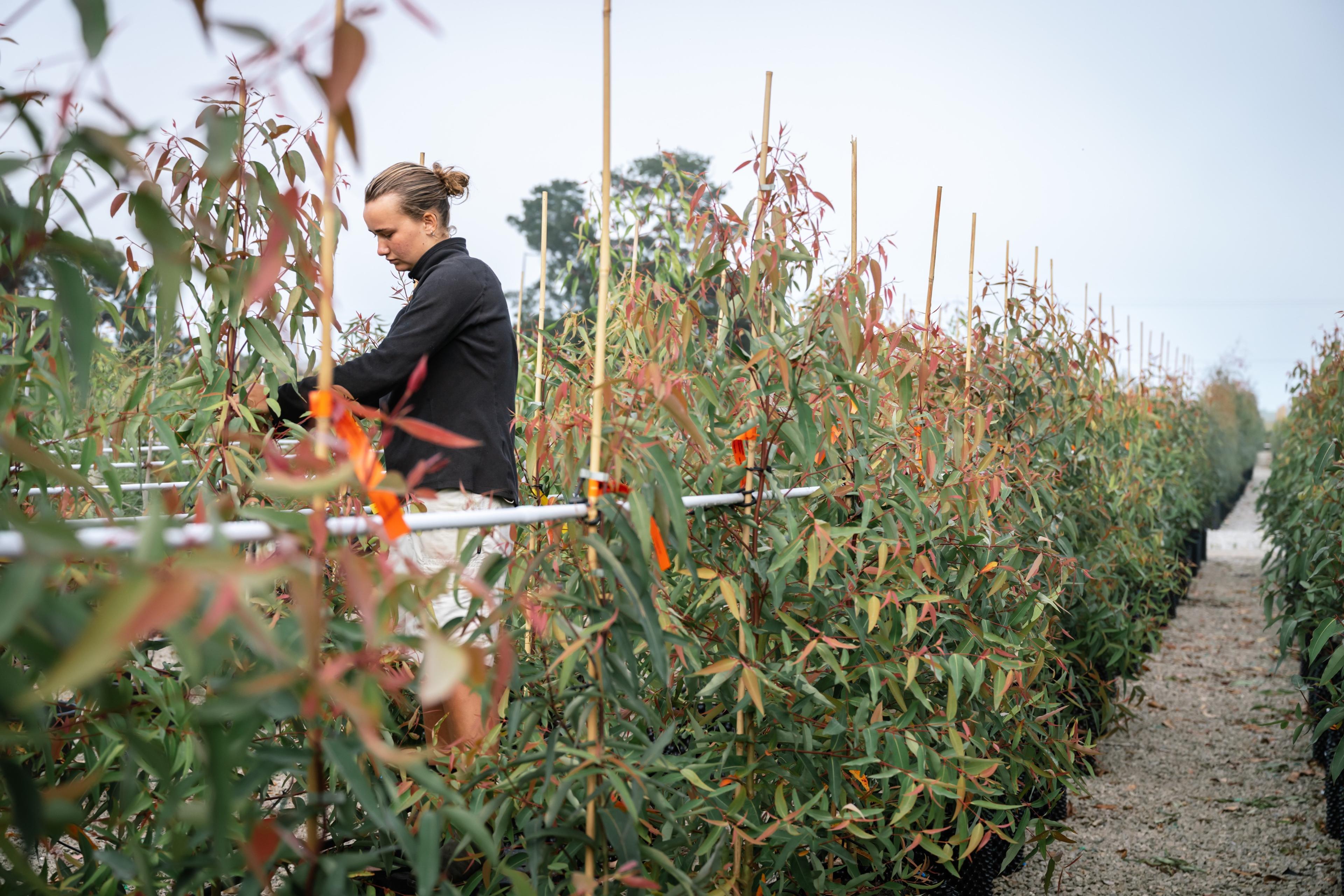 Staff member tending rows of eucalyptus trees
