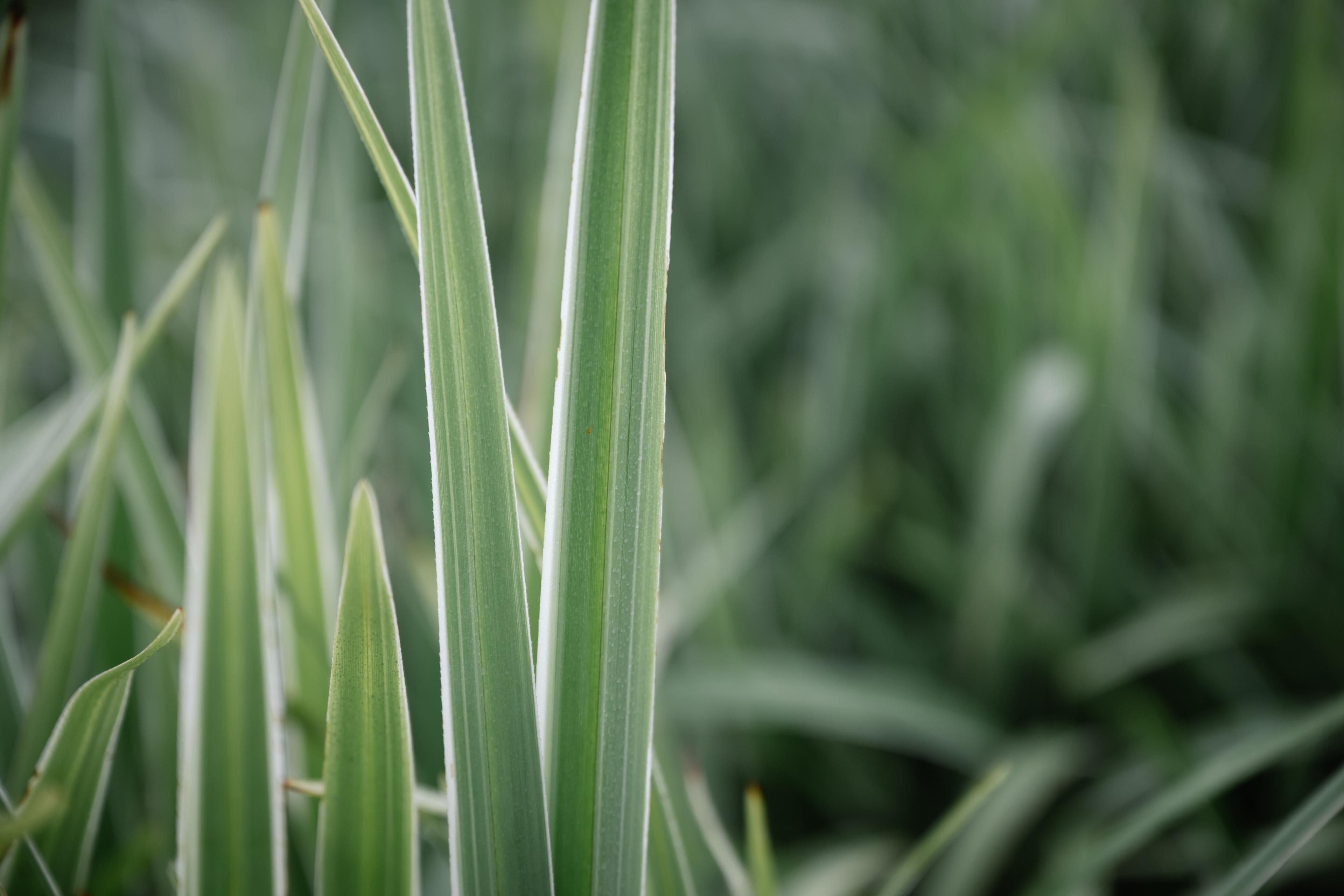 Close-up of variegated grass leaves