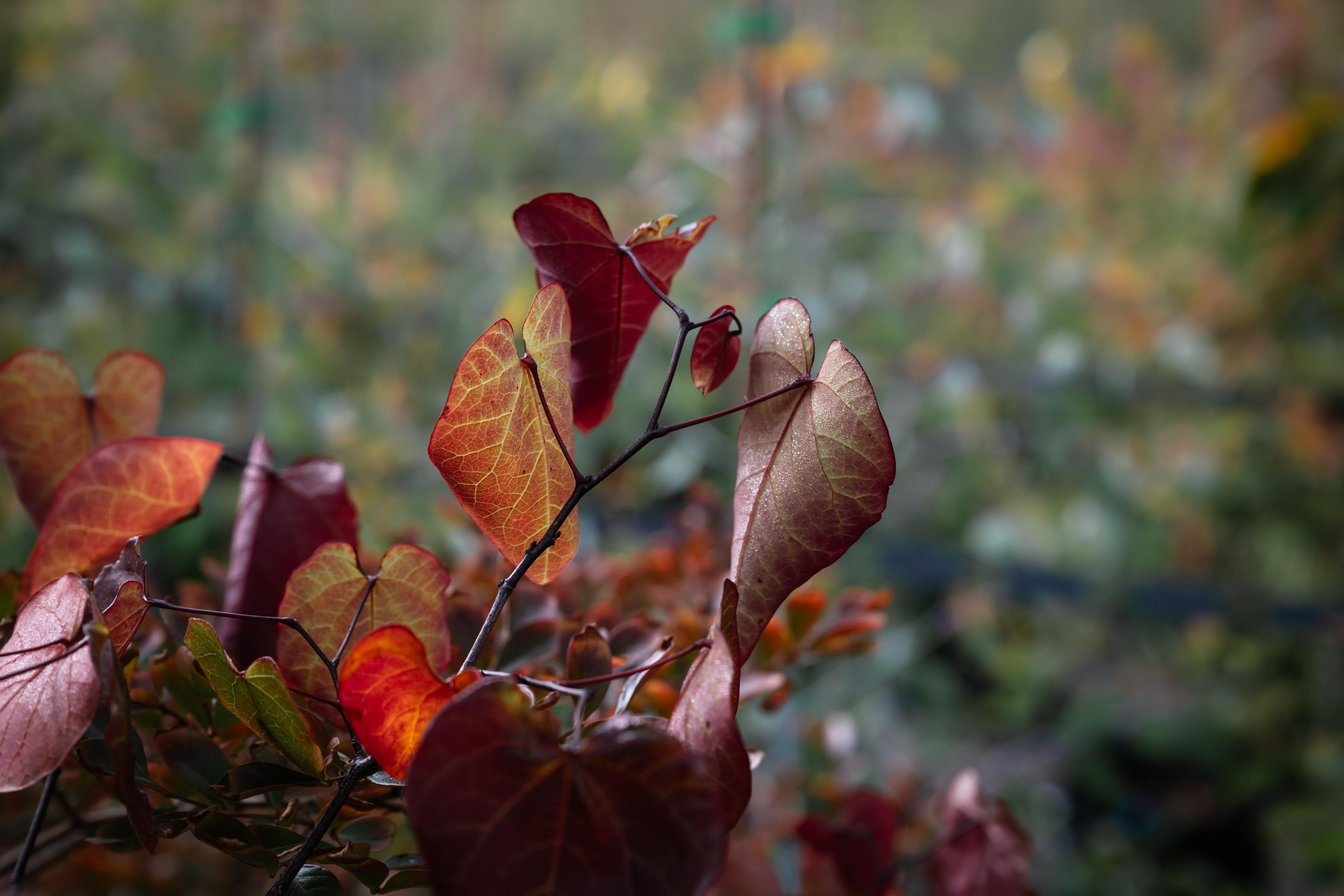Close-up of red autumn foliage