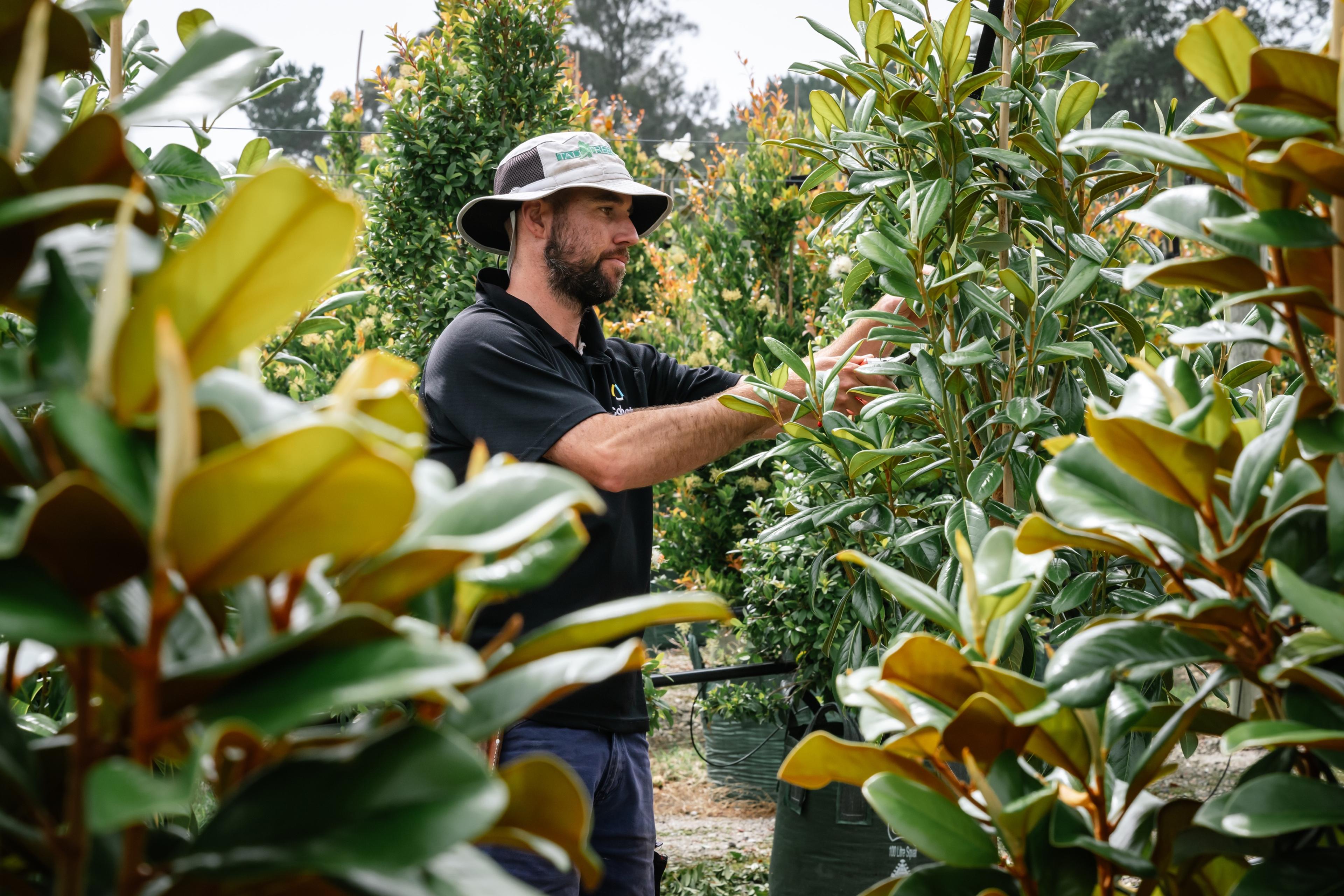 Staff member inspecting magnolia foliage