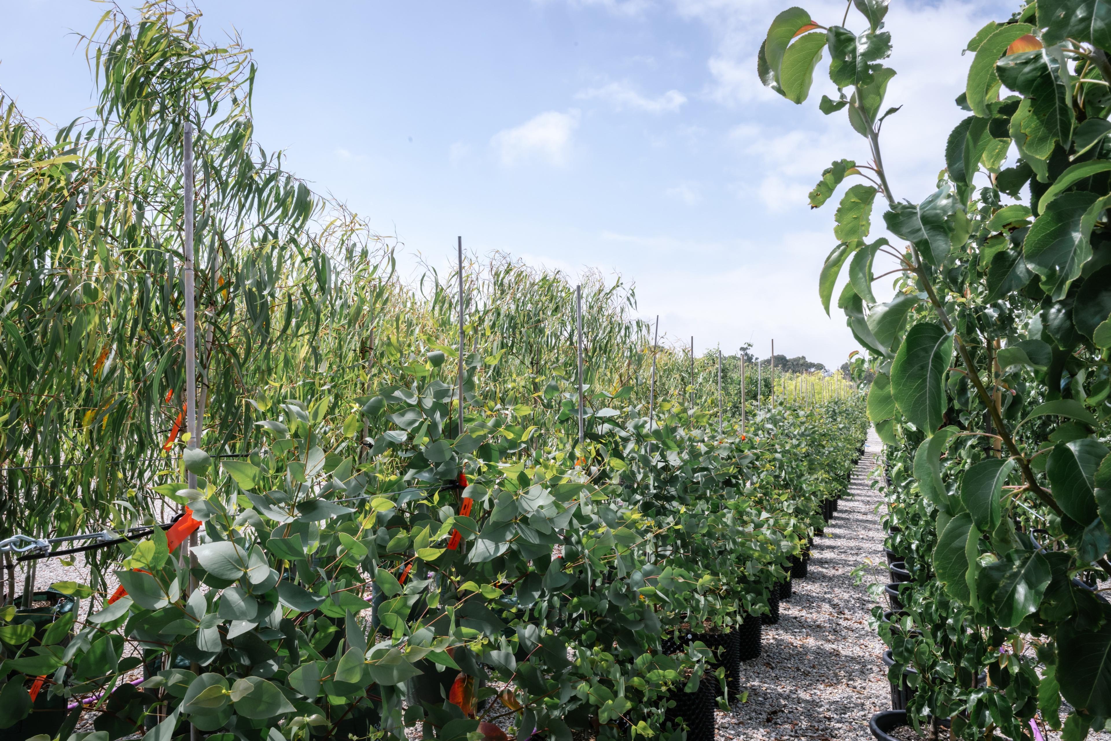 Rows of young trees in containers