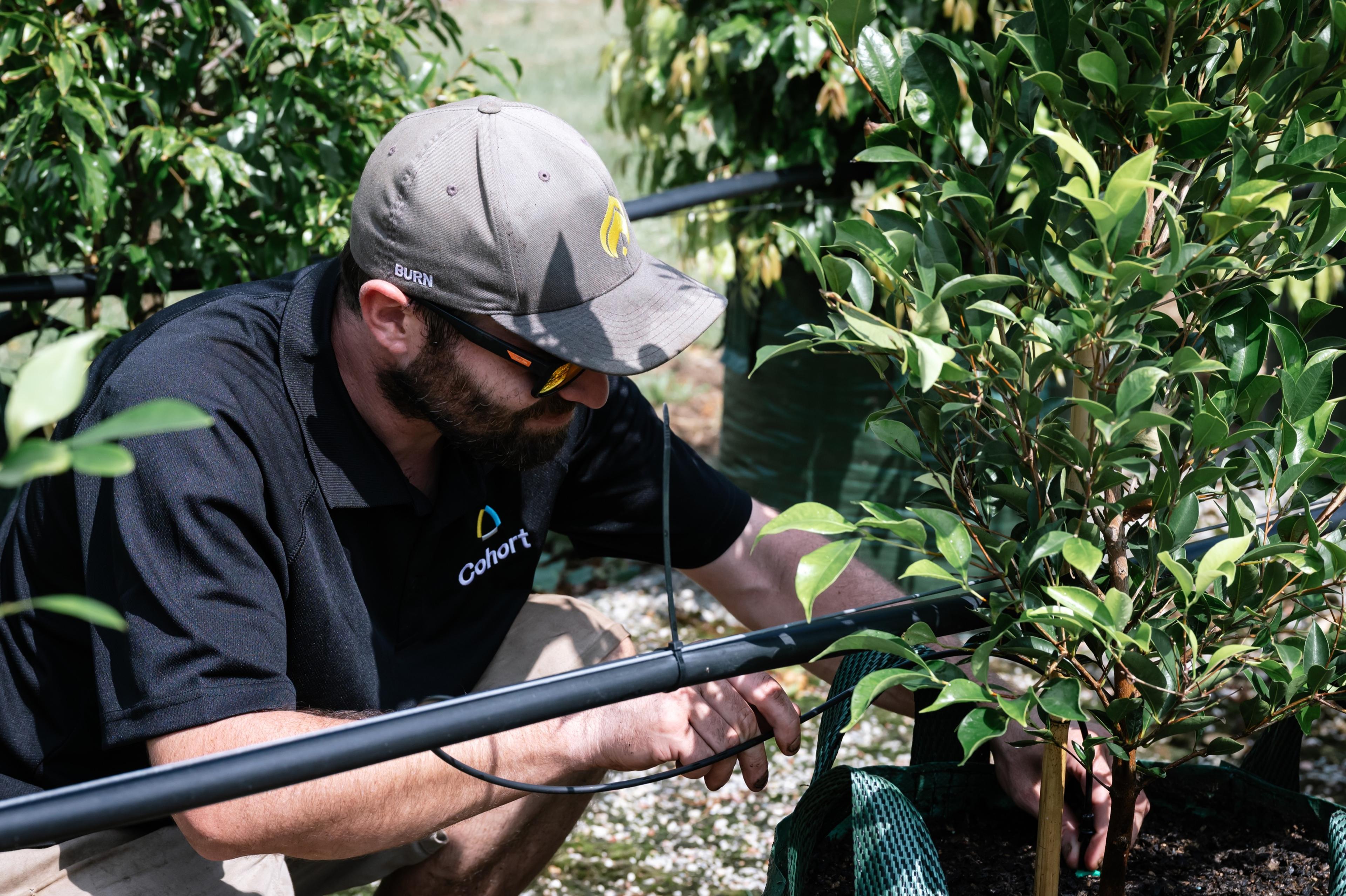 Staff member adjusting irrigation on an advanced tree