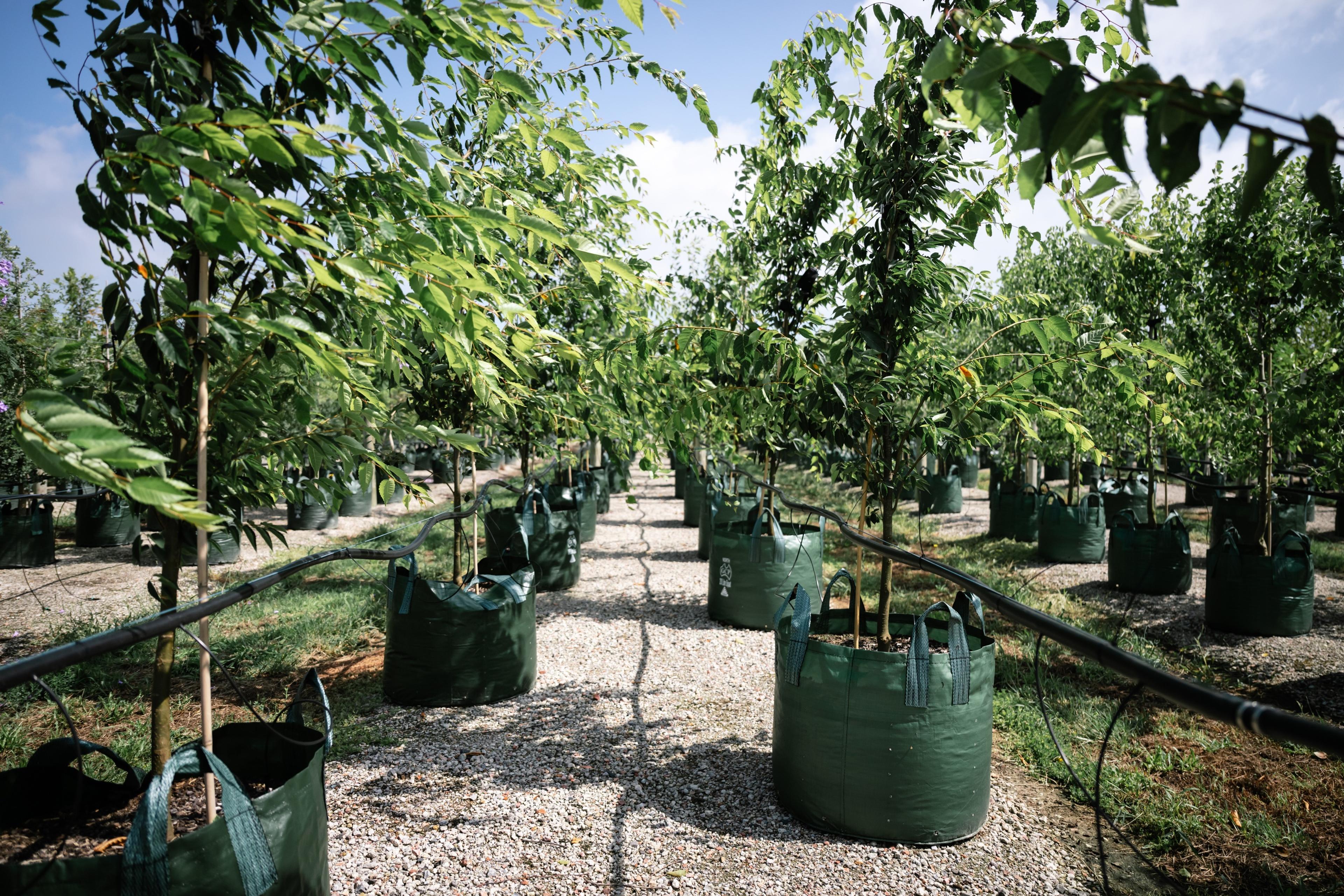 Advanced trees in grow bags along a gravel row