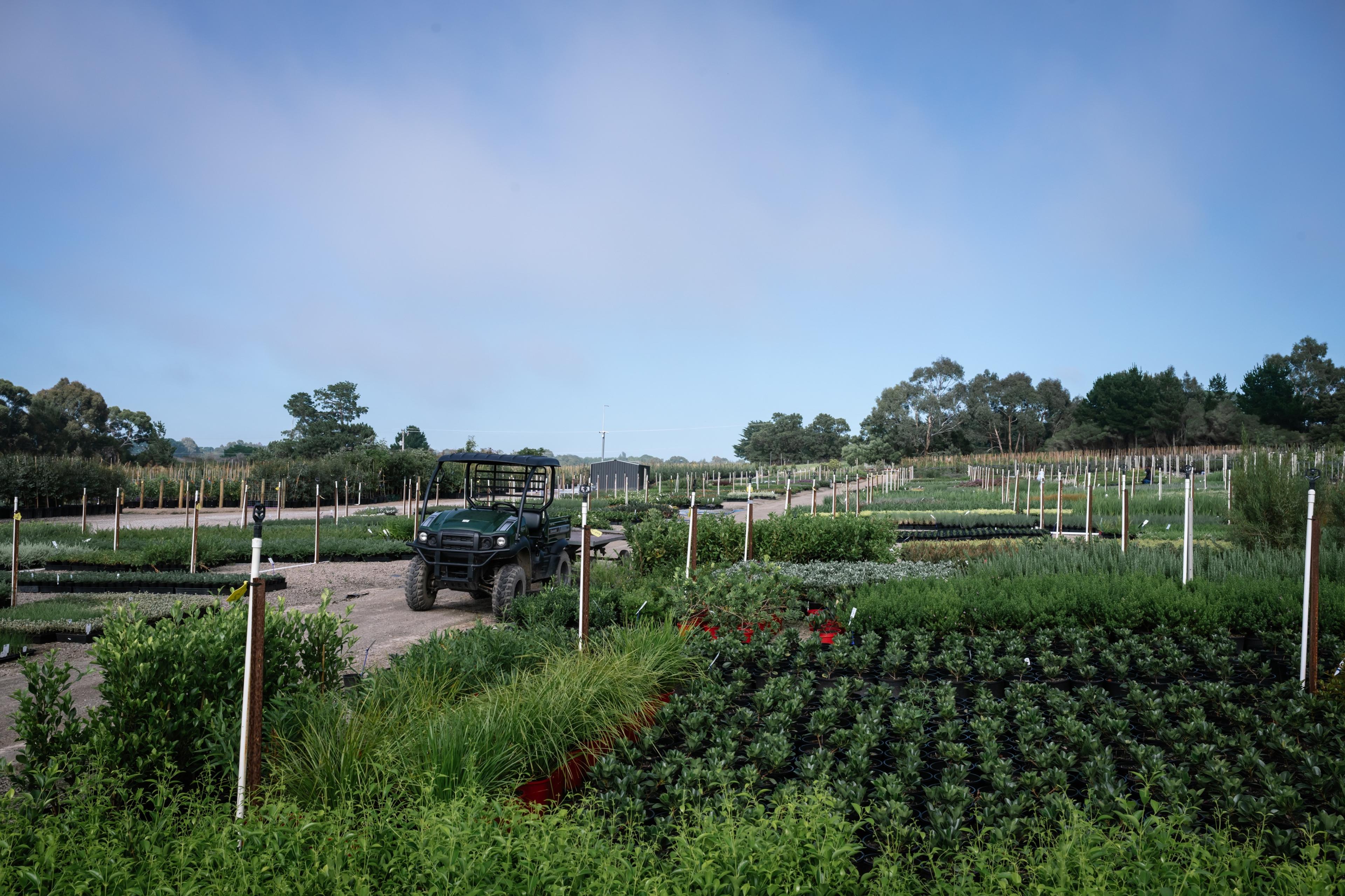 Growing rows at the nursery under a blue sky