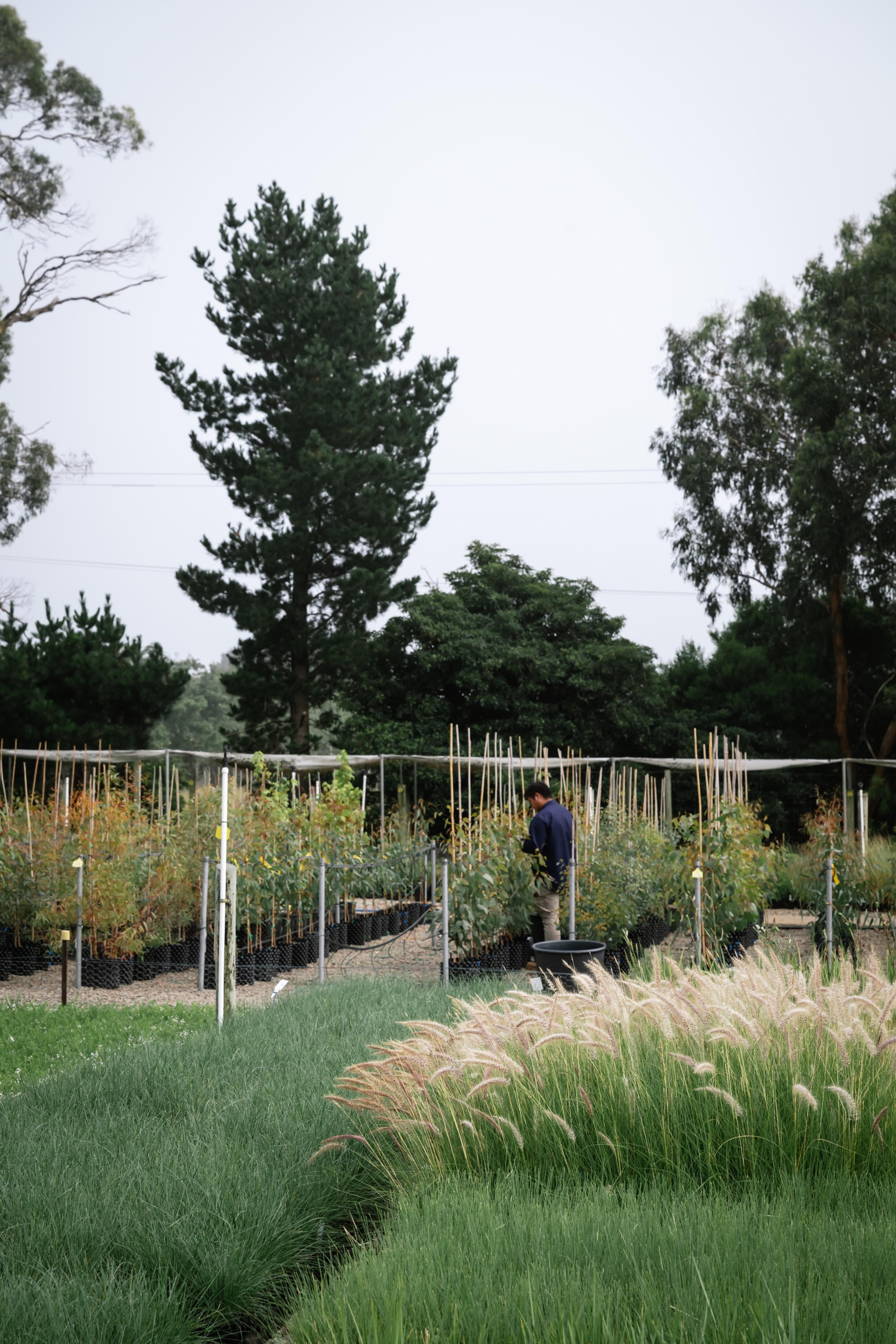 Ornamental grasses and trees at the nursery