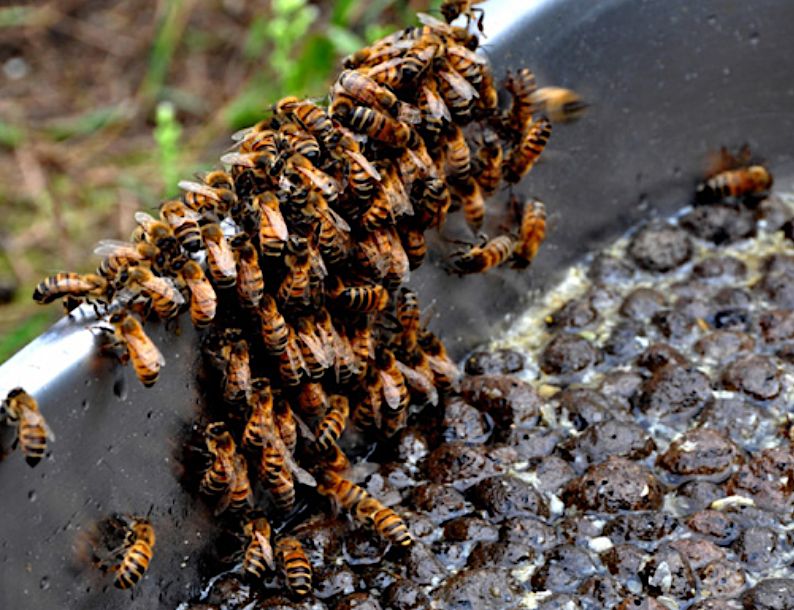 bees drinking from clinkaFILL substrate in water