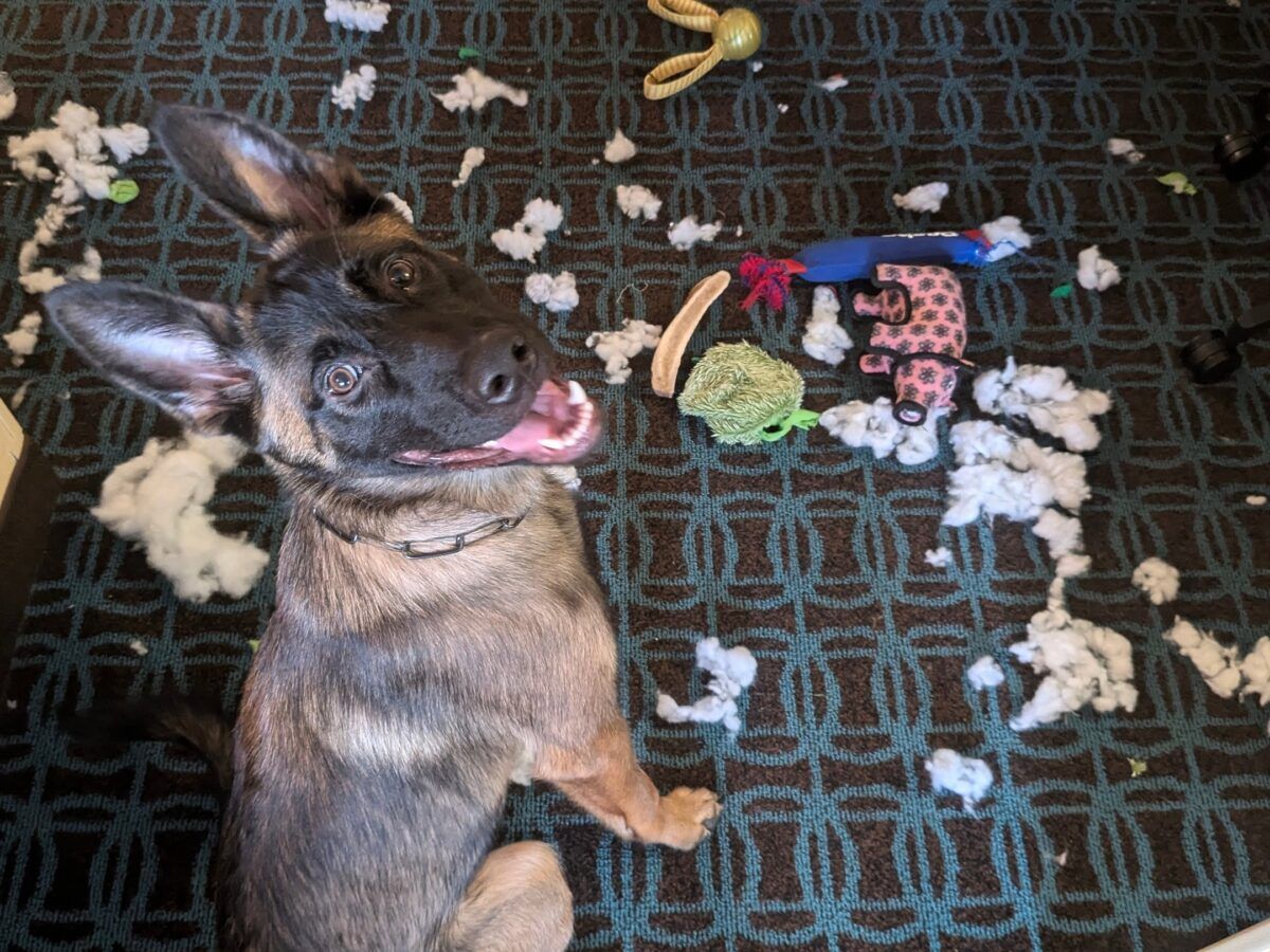 Puppy in obedience board and train program
