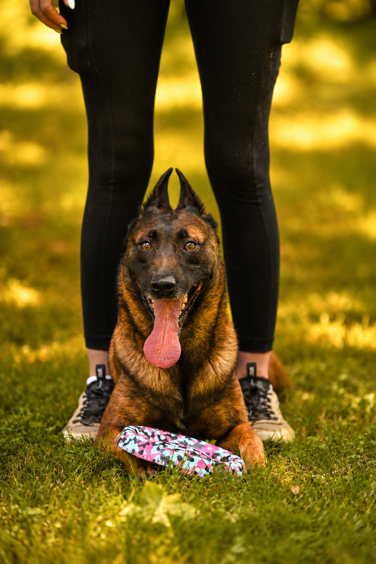 Dog from the Georgia Doggy Dojo Instagram