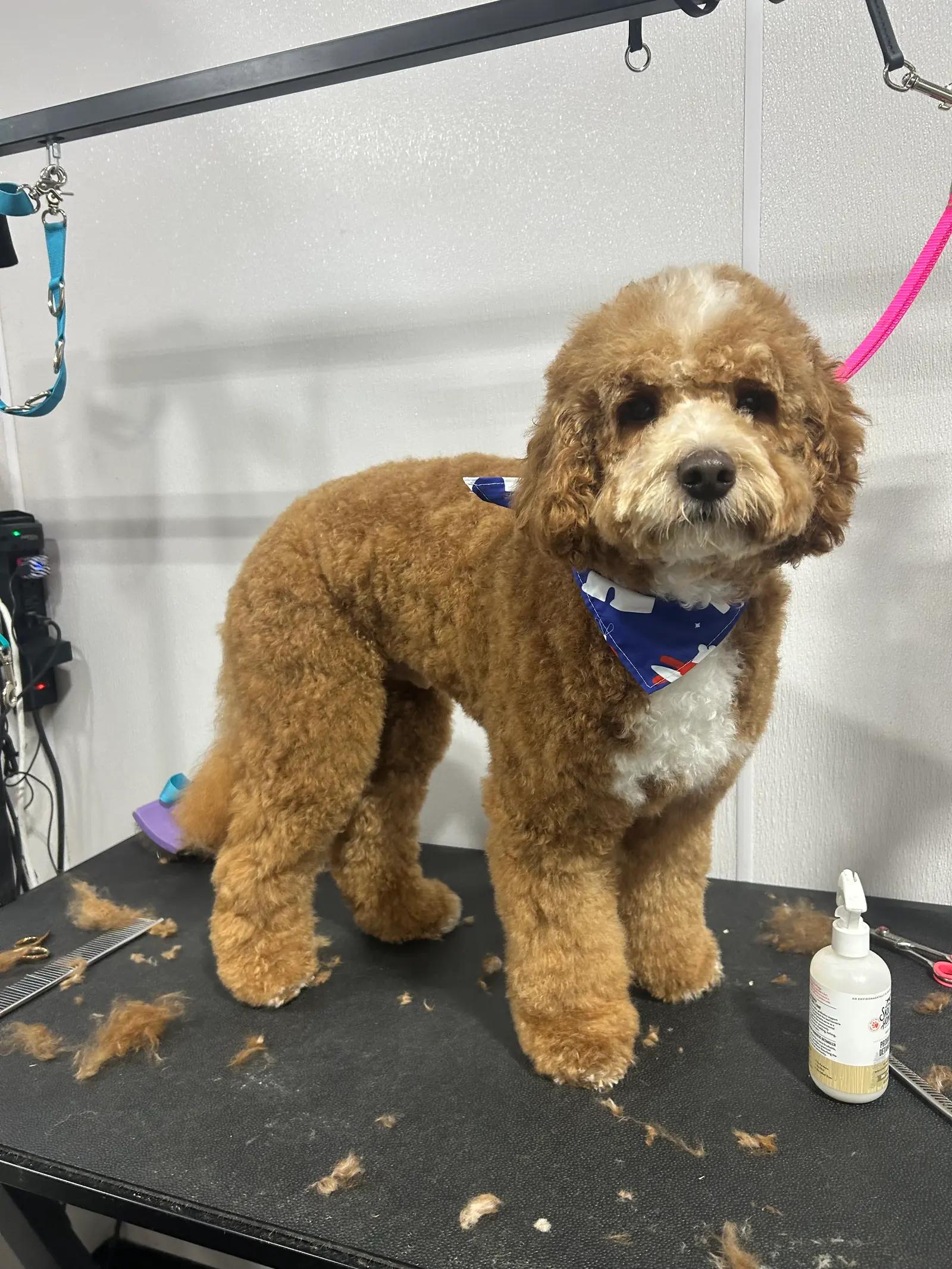 Dog grooming at Georgia Doggy Dojo