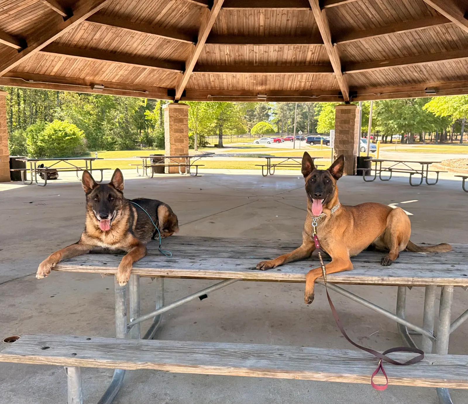 Pet transportation by Georgia Doggy Dojo.