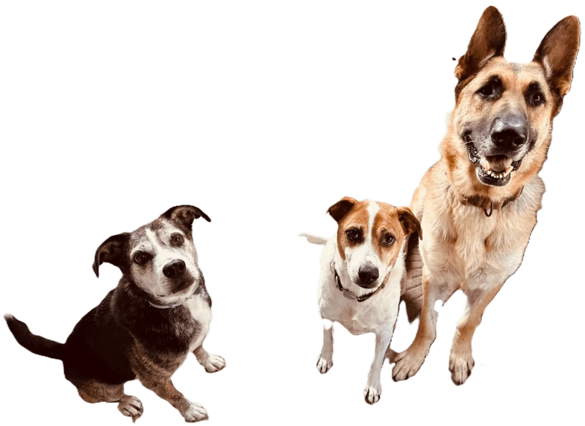 Georgia Doggy Dojo trainers