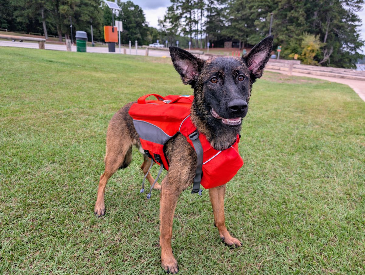 Dog from the Georgia Doggy Dojo Instagram