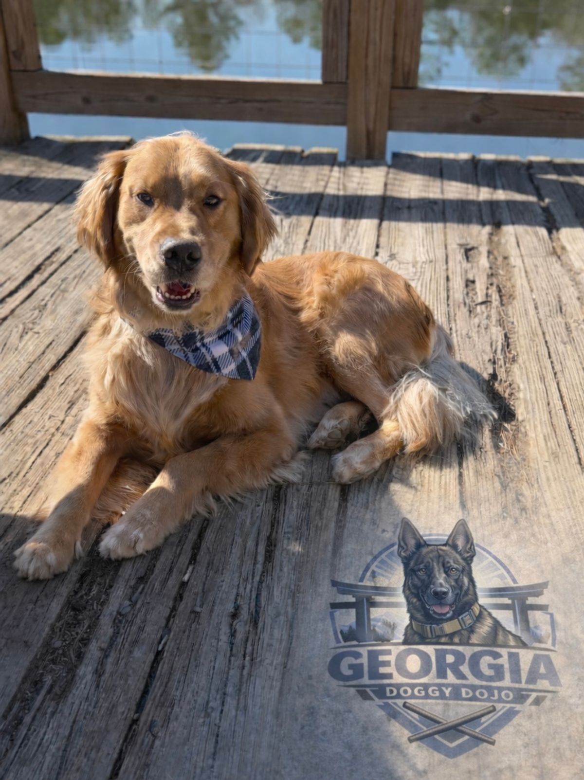 Georgia Doggy Dojo trainers