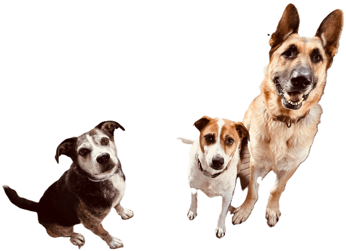 Georgia Doggy Dojo trainers