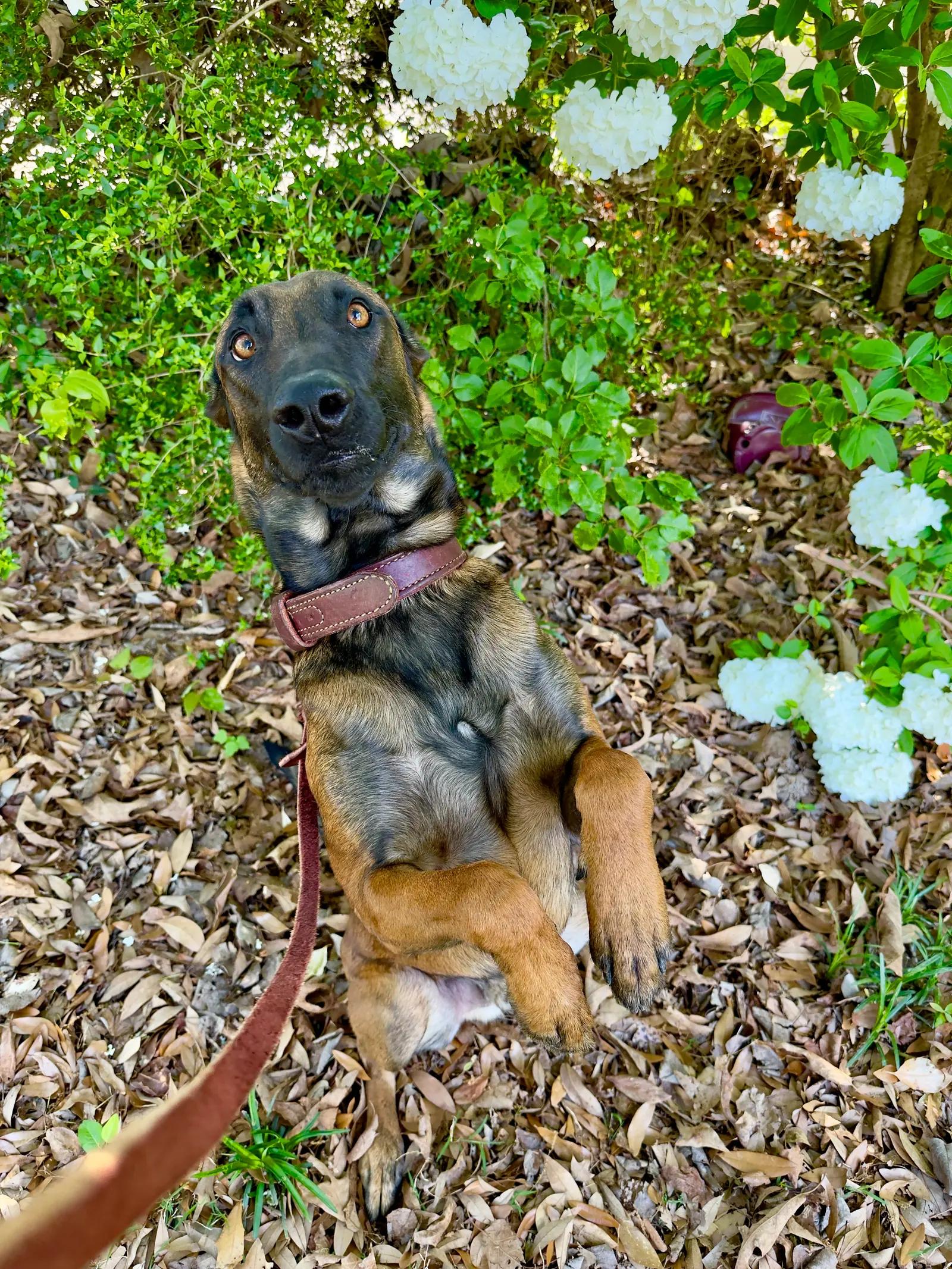 Pet sitting and animal care by Georgia Doggy Dojo.