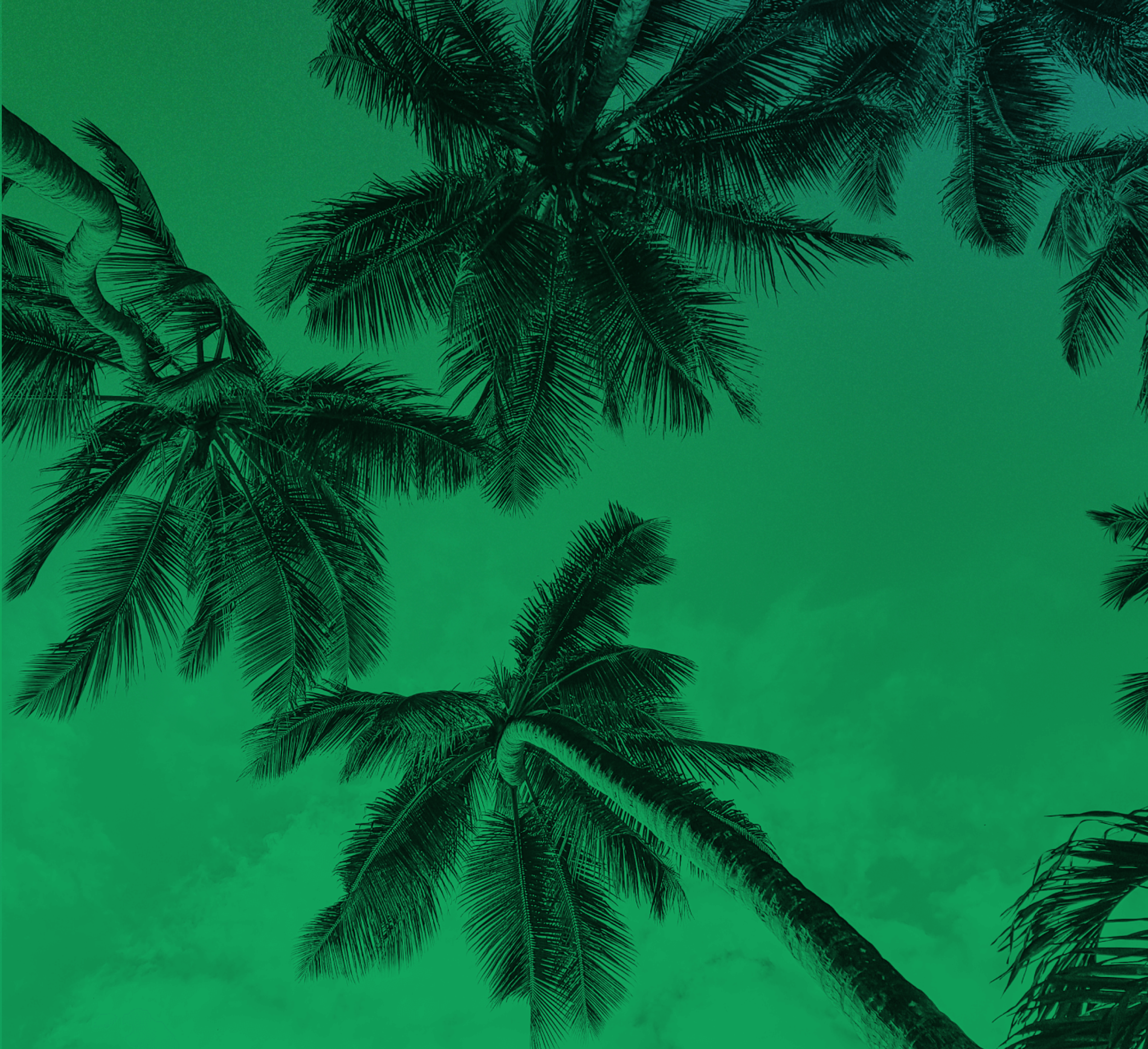 palm trees