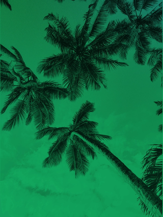 palm trees