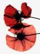 Poppy