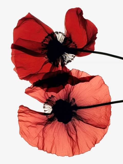 Poppy