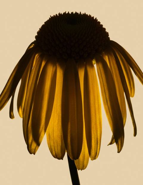 Seeds