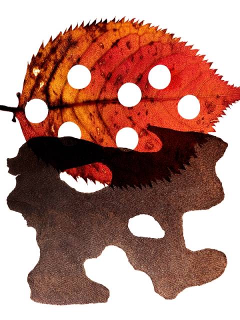 Autumn