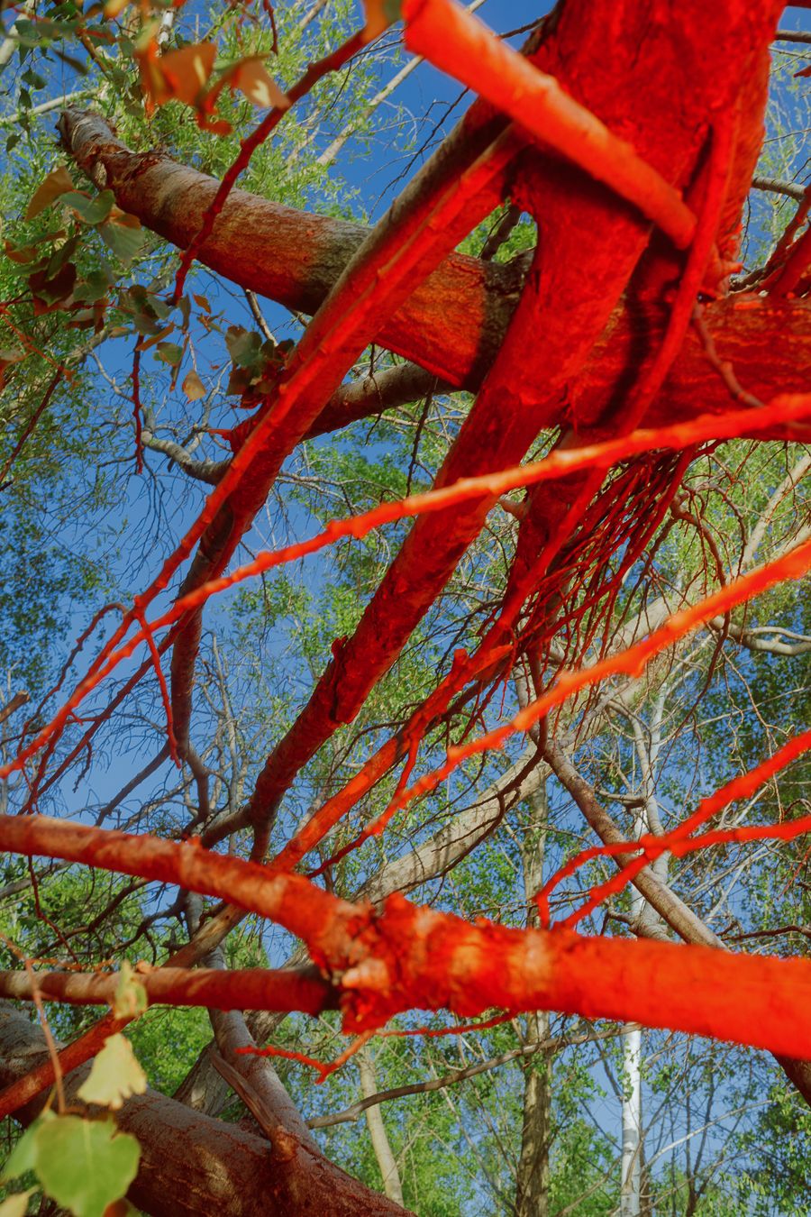 red underwater branches donauinsel