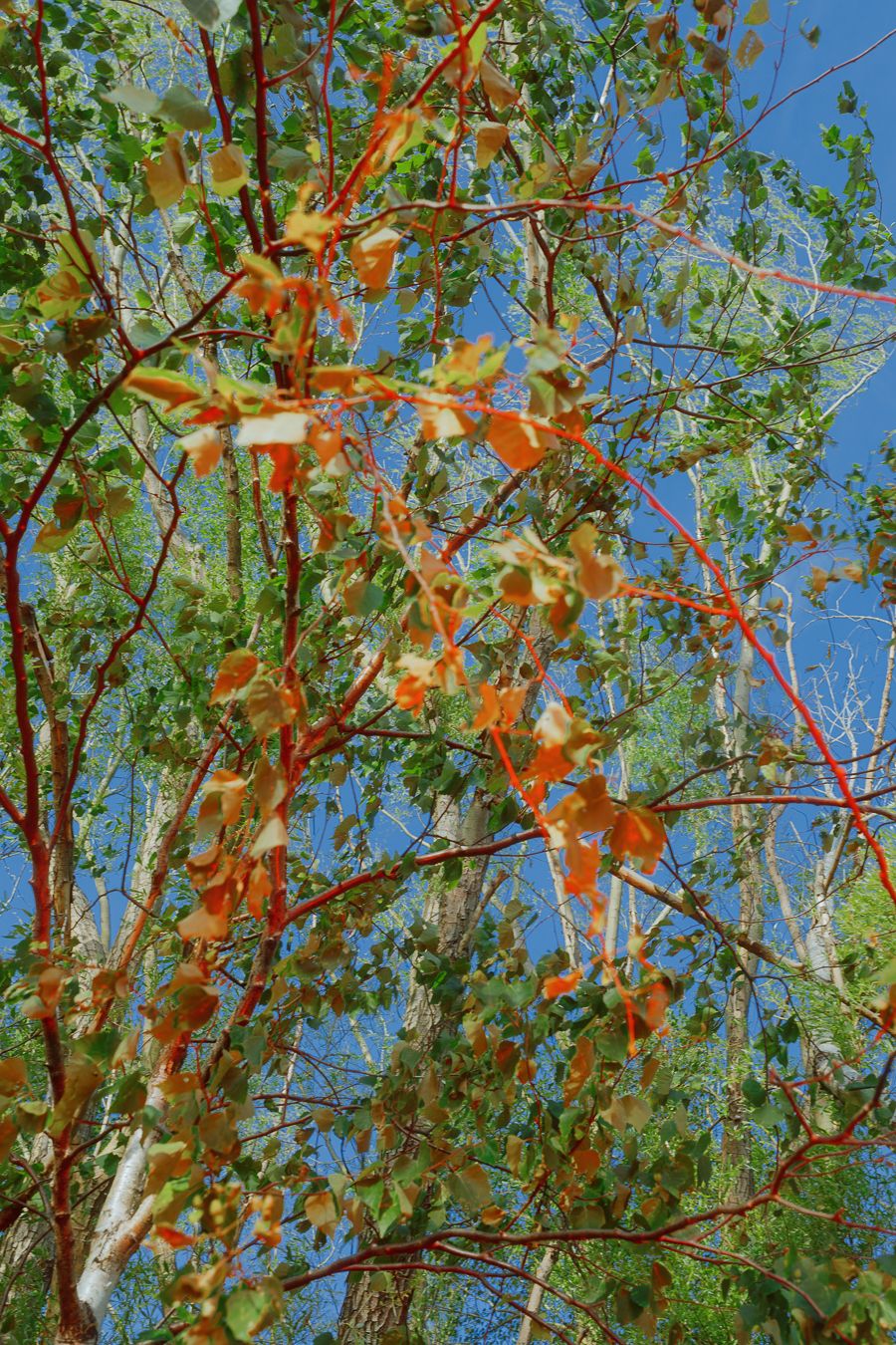 red leaves donauinsel