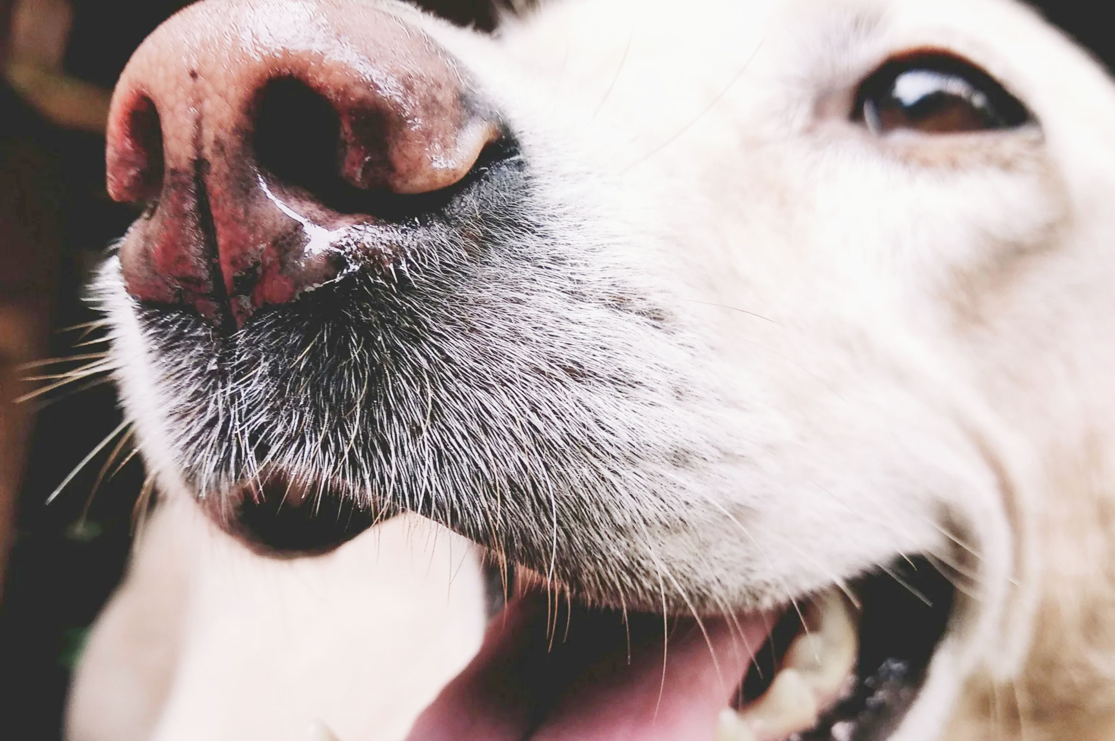 photo of a dog