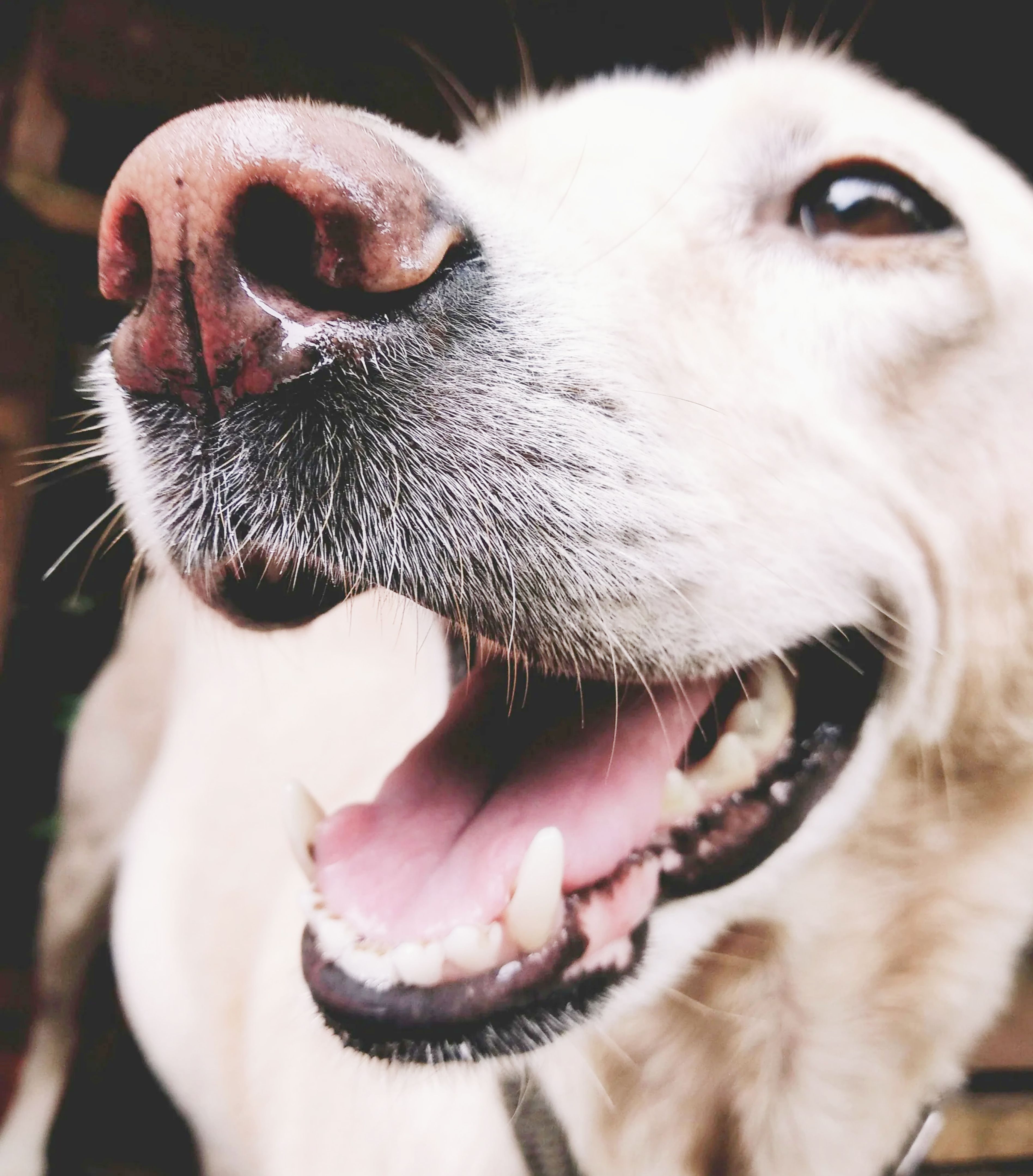photo of a dog that has text reading "your partner in joy" overlaid