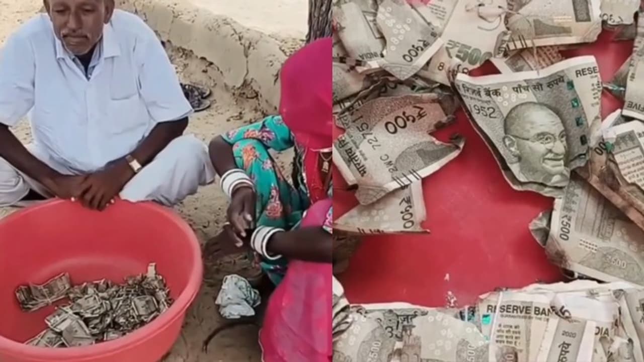 खेत में गुप्त सुरक्षा का दीमकों का खेल!