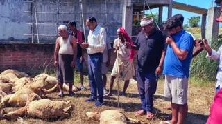 गोरखपुर में आवारा कुत्तों के झुंड ने 300 भेड़ों पर किया हमला, 120 की हो गई मौत
- gorakhpur dog attack 120 sheep dead in campierganj