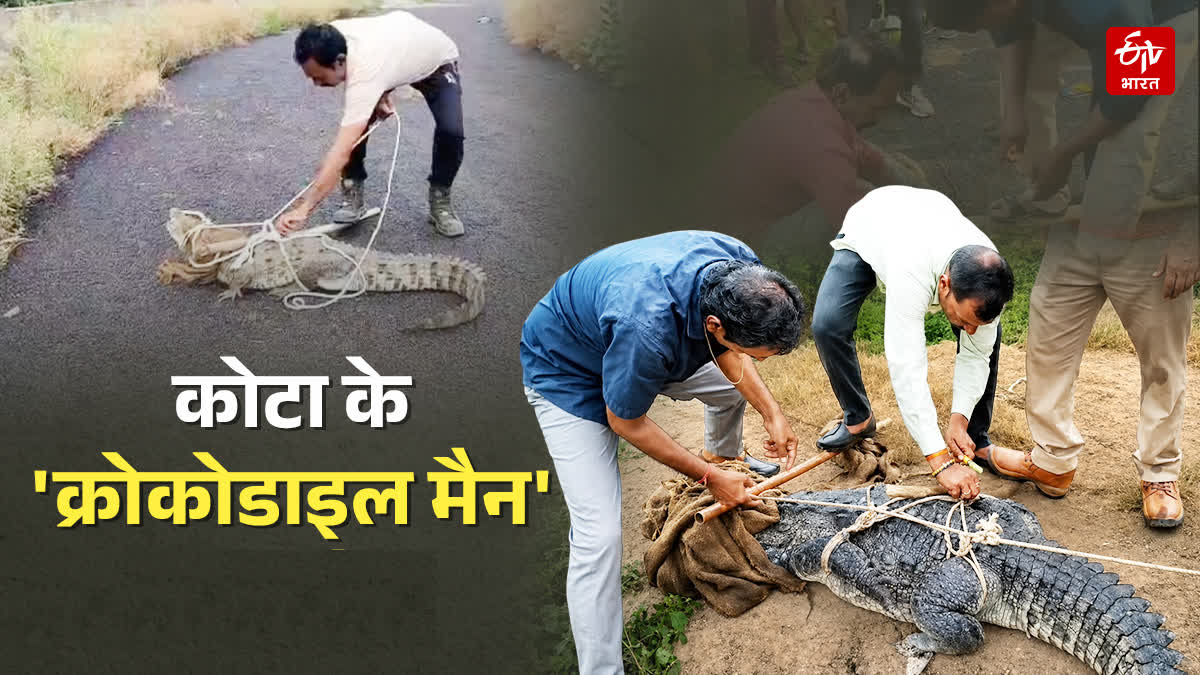 मगरमच्छों का जालसाज़: कोटा के वीरेंद्र सिंह ने रिकॉर्ड 800 से ज्यादा मगरमच्छों को रेस्क्यू कर सुरक्षित किया