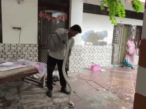 रसोई में छिपा मिला 4 फीट का ब्लैक कोबरा सांप: सुबह घर में घूमता दिखा 8 फीट लंबा अजगर,स्नेक कैचर ने रेस्क्यू कर जंगल में छोड़ा - Kota News