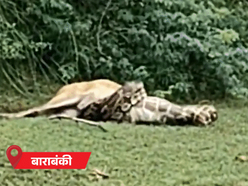 यूपी के 34 शहरों में बारिश, अजगर ने हिरण मारा: बिजनौर के 6 गांवों में कमर तक पानी, कल पूरे प्रदेश में बरसात का अलर्ट - Uttar Pradesh News